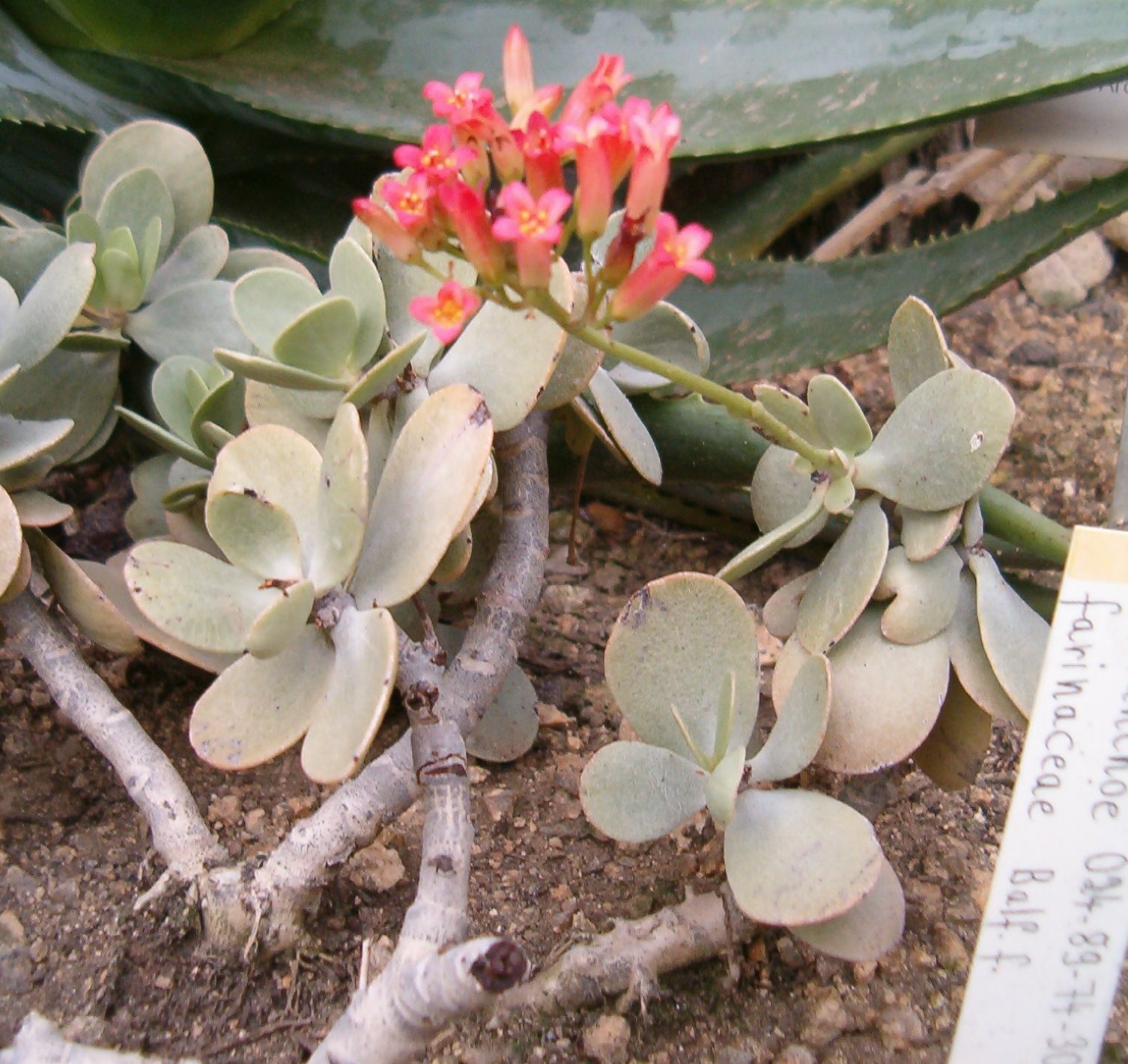 Imagem de referência relacionada a Kalanchoe farinacea, item descrito como registro de referência sobre Kalanchoe farinacea, organizado a partir de dados estruturados abertos