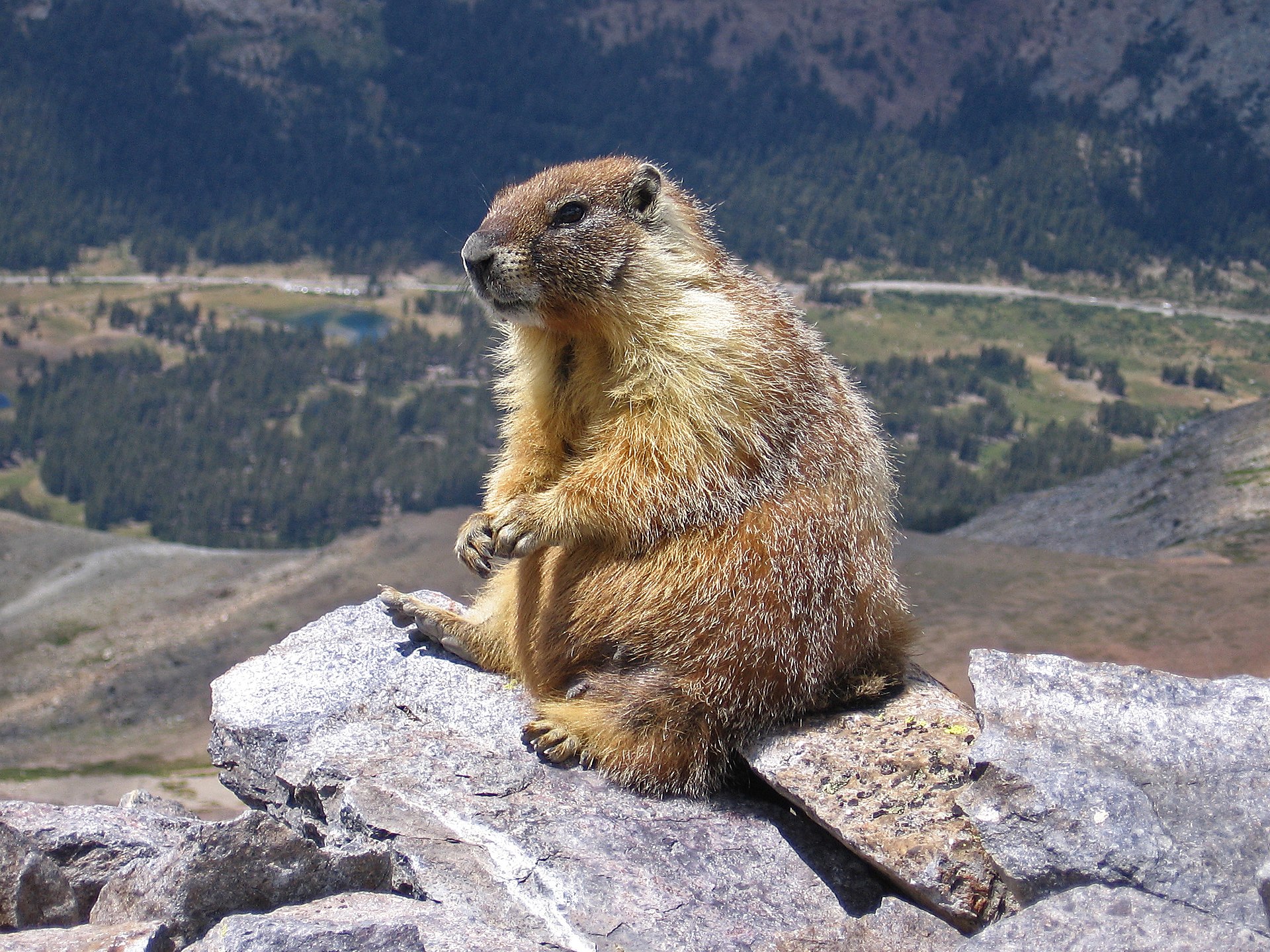 Imagem de referência de Marmota marmota, descrito nos dados abertos como espécie de mamífero