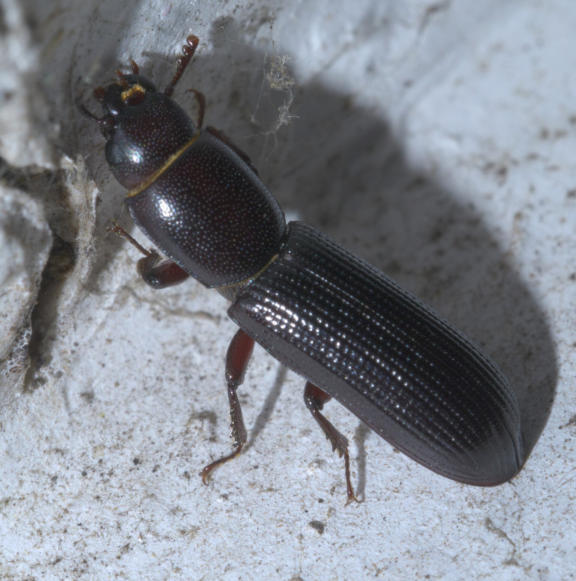 Imagem de referência relacionada a Trogossitidae, item descrito como família de insetos