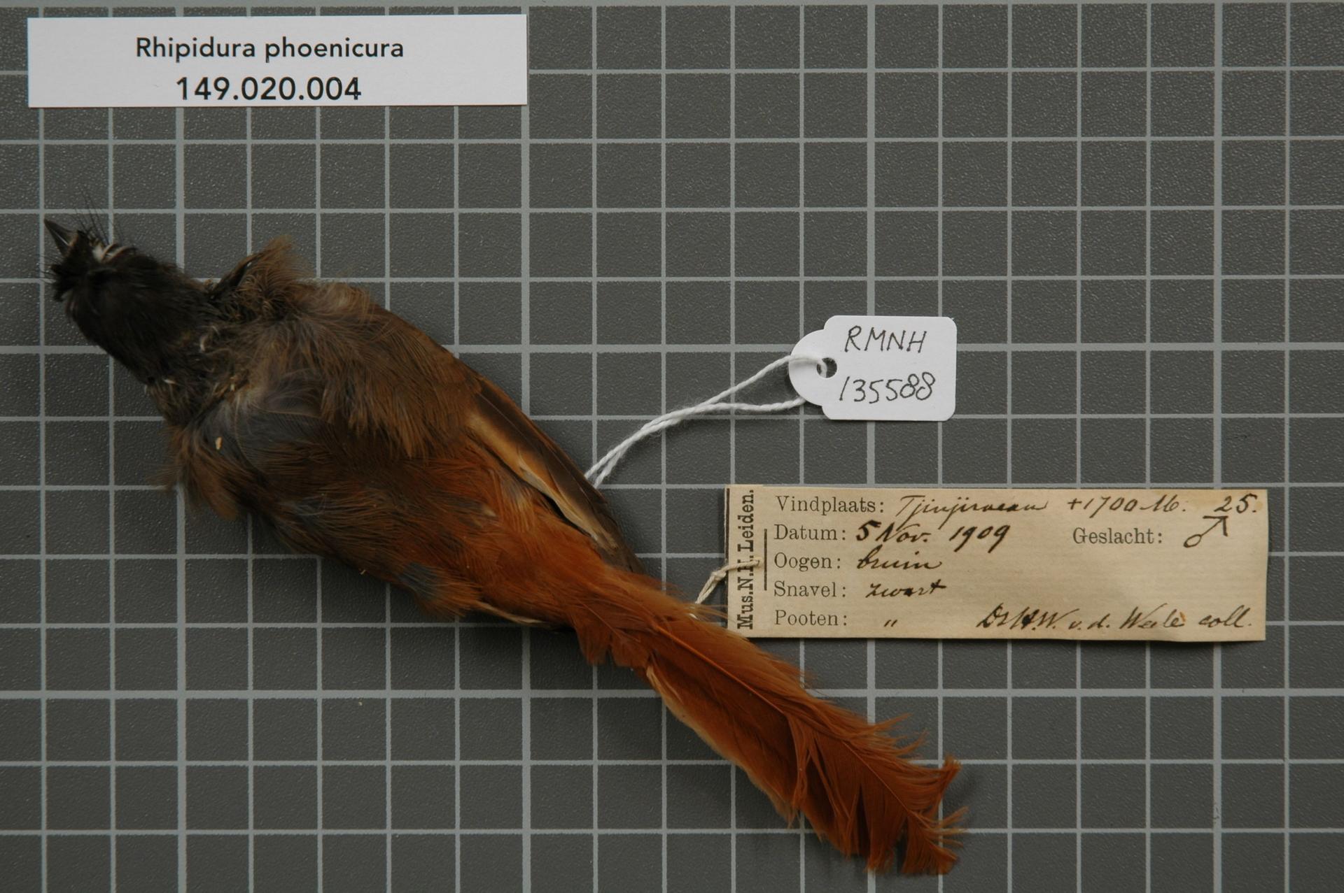 Imagem de referência relacionada a Rhipidura phoenicura, item descrito como espécie de ave