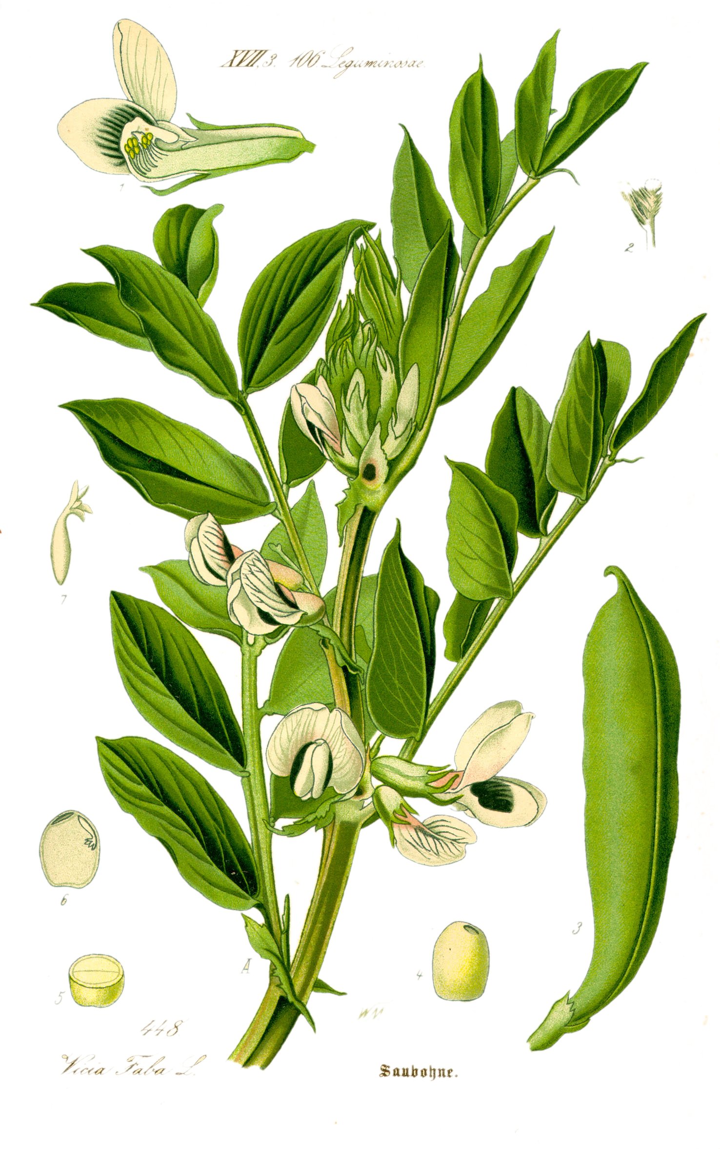 Imagem de referência relacionada a Vicia, item descrito como género de plantas