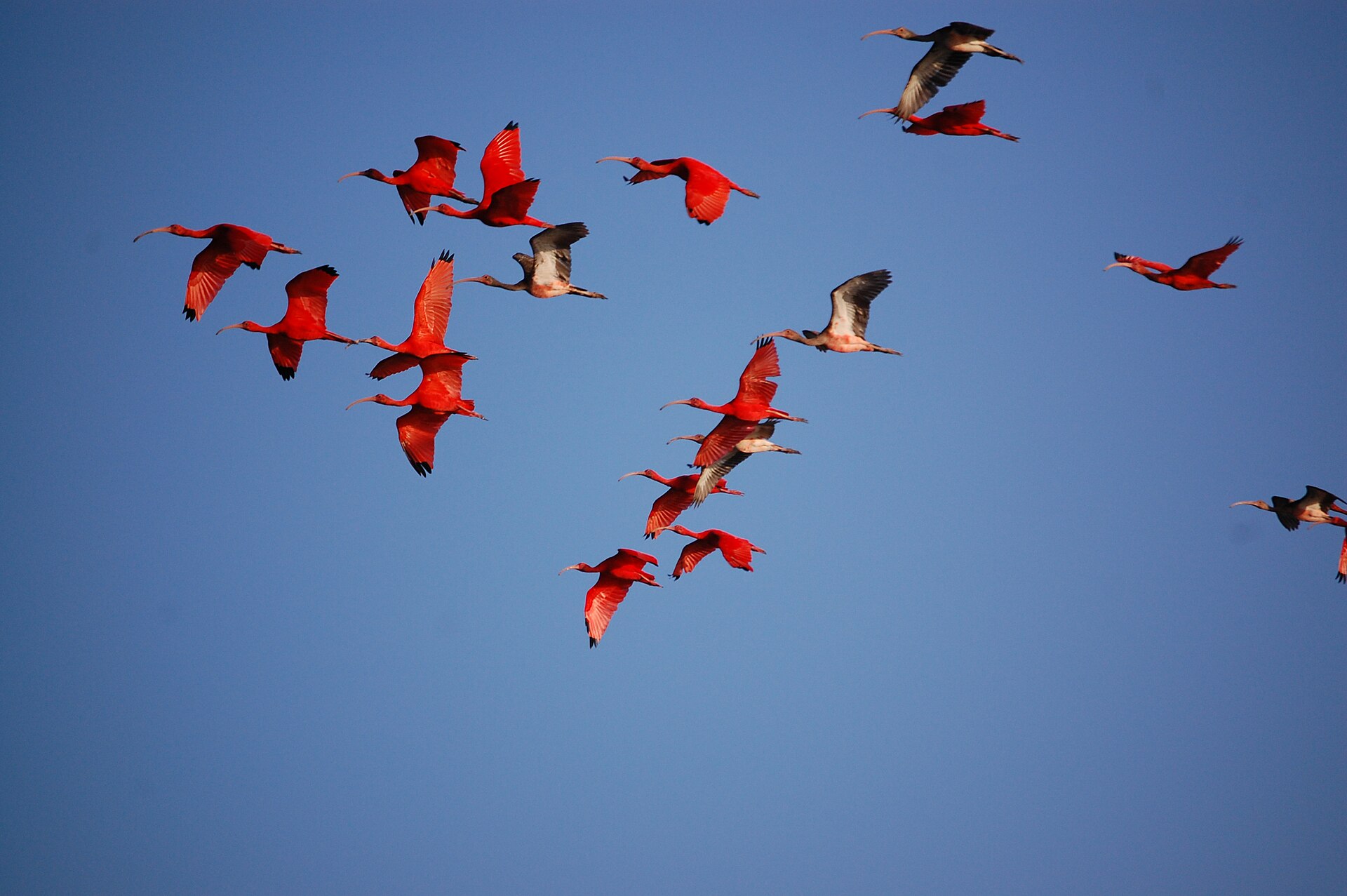 Imagem de referência de Área de Proteção Ambiental Delta do Parnaiba, descrito nos dados abertos como área de Proteção Ambiental Delta do Parnaíba de nível Federal, localizado (a) em Ilha Grande, Paulino Neves, Tutóia, Água Doce do Maranhão, Araioses (MA), Chaval, Barroquinha, Luís Correia, Parnaíba, Cajueiro da Praia