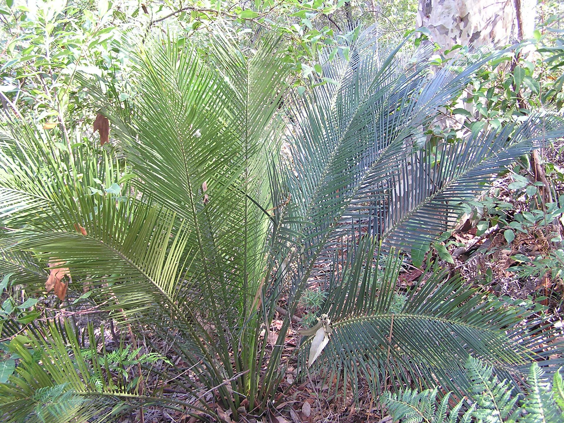 Imagem de referência relacionada a Macrozamia, item descrito como género de plantas