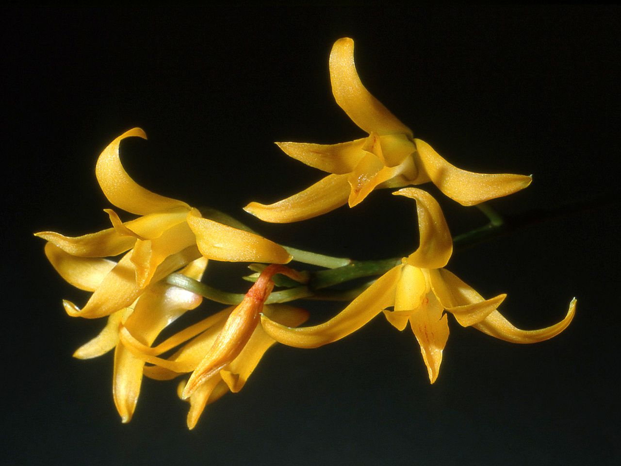 Imagem de referência relacionada a Bifrenaria, item descrito como género de plantas