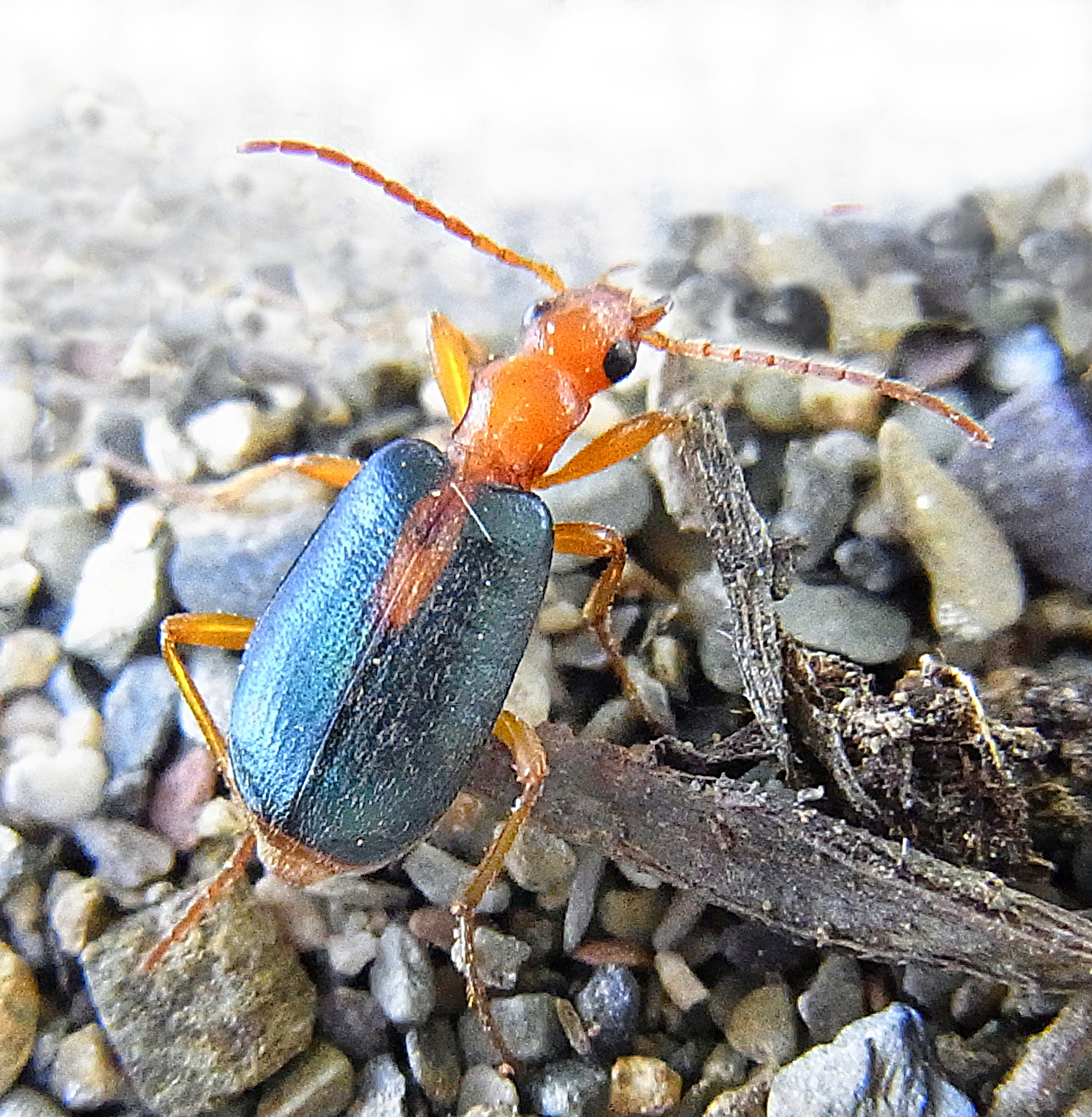 Imagem de referência de Brachinus, descrito nos dados abertos como género de insetos