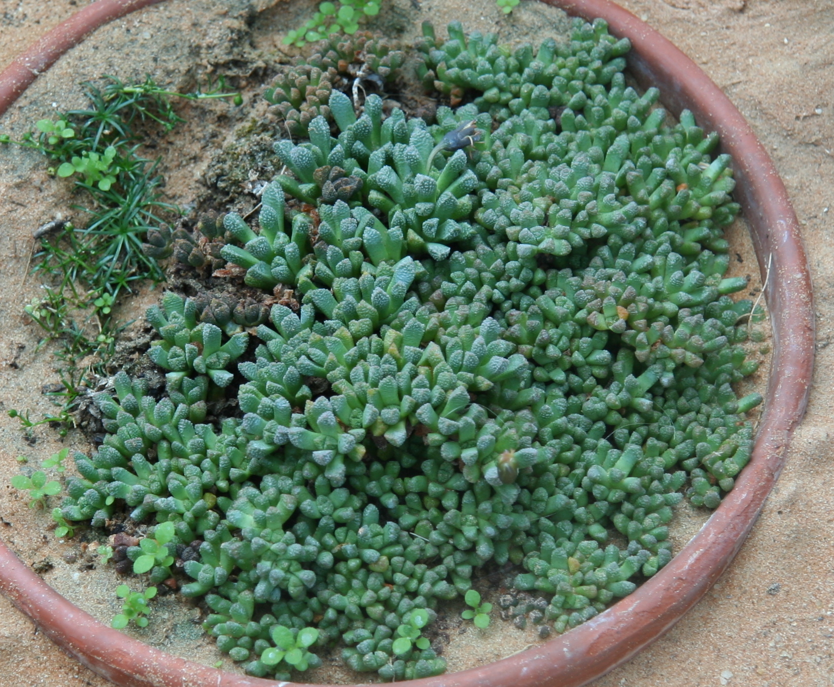 Imagem de referência relacionada a Neohenricia, item descrito como género de plantas