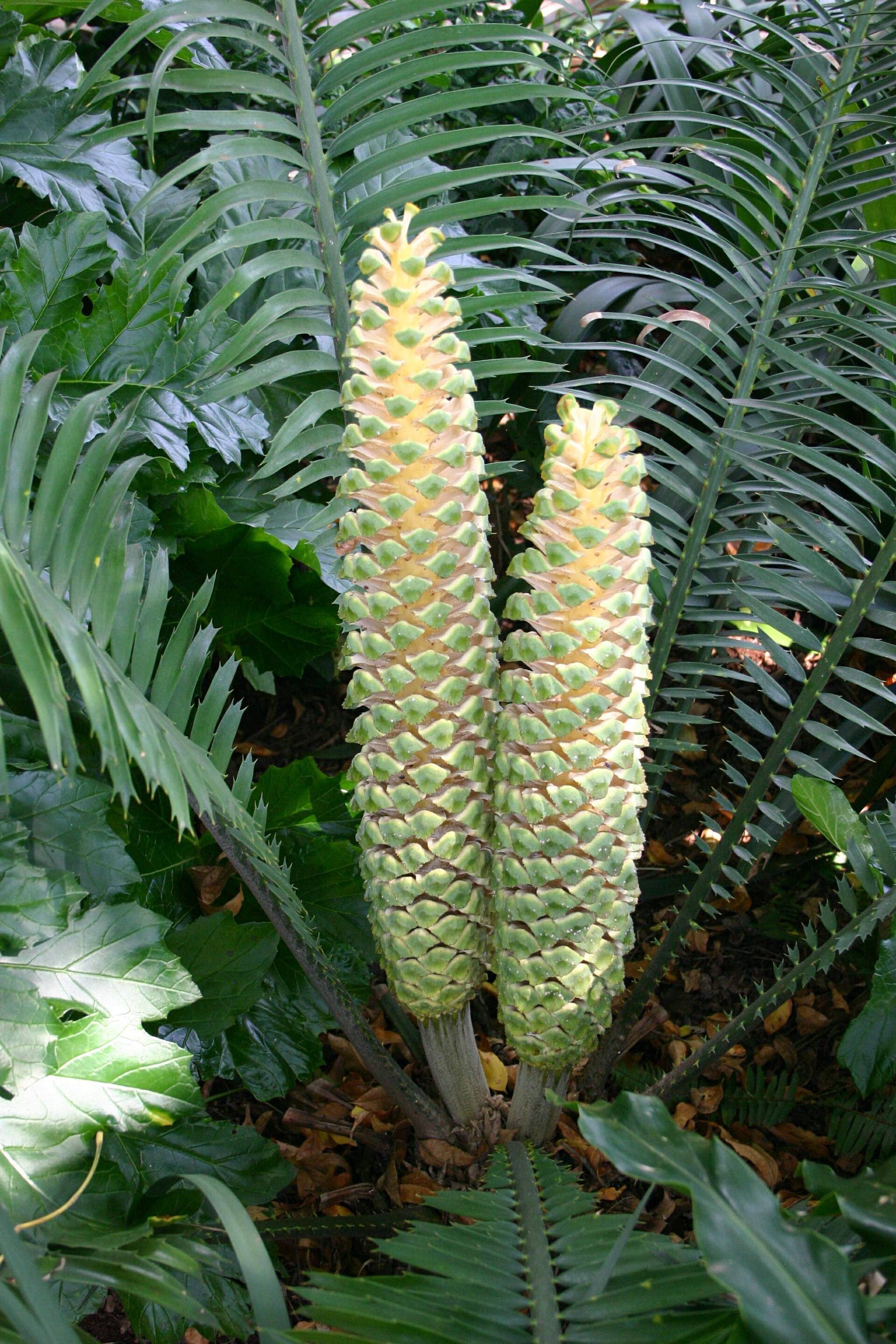 Imagem de referência relacionada a Encephalartos villosus, item descrito como registro de referência sobre Encephalartos villosus, organizado a partir de dados estruturados abertos