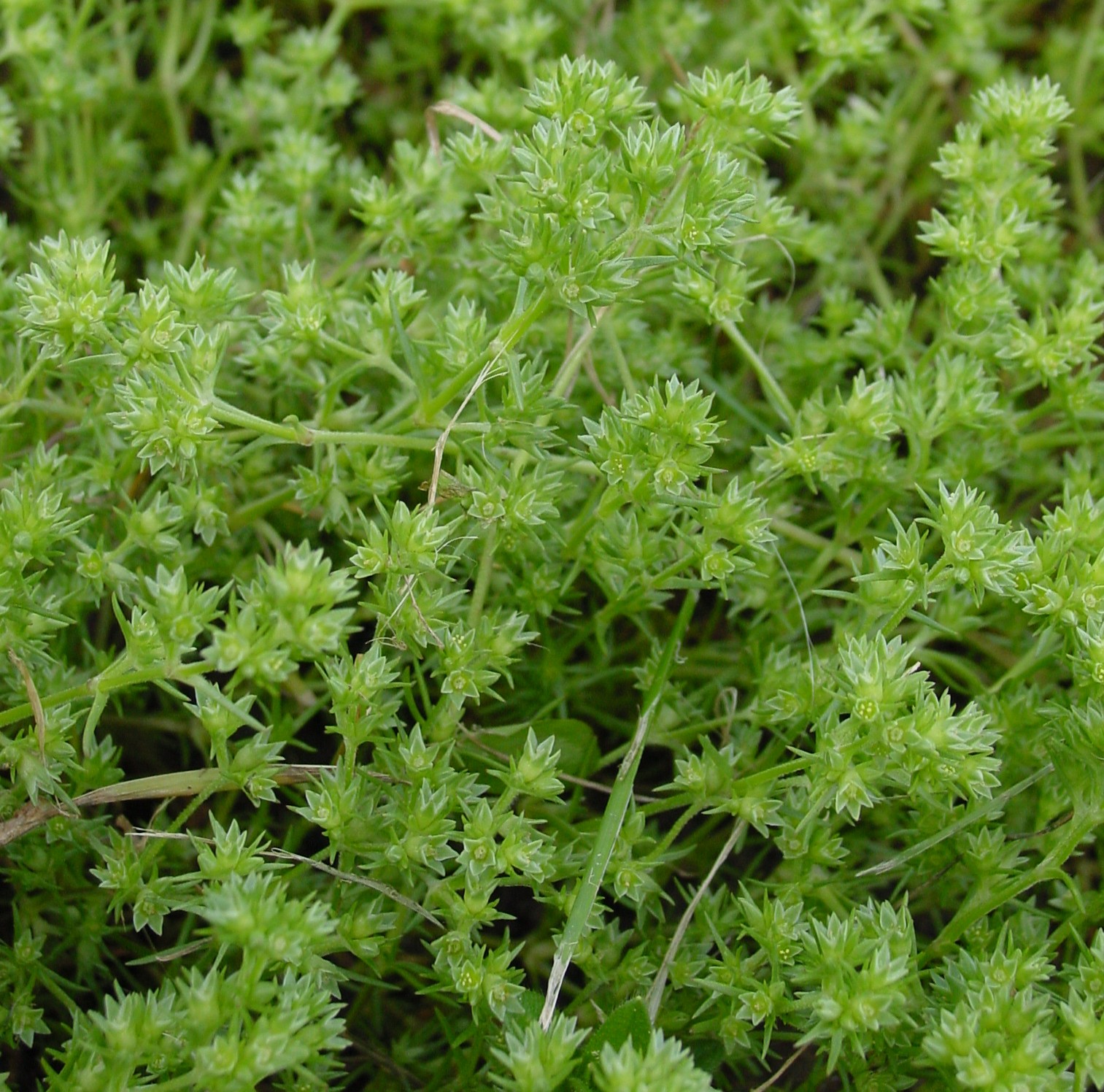 Imagem de referência relacionada a Scleranthus annuus, item descrito como espécie de planta