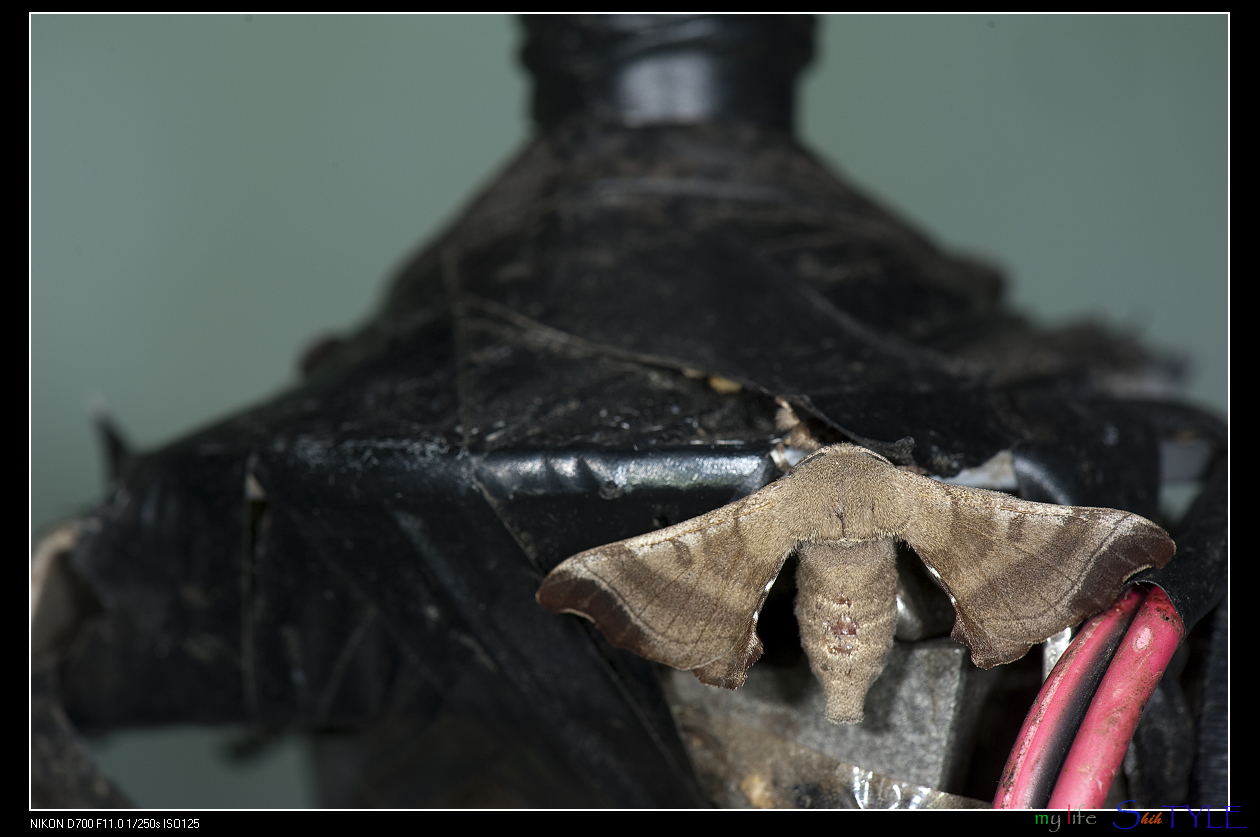 Imagem de referência relacionada a Bombyx mandarina, item descrito como espécie de inseto