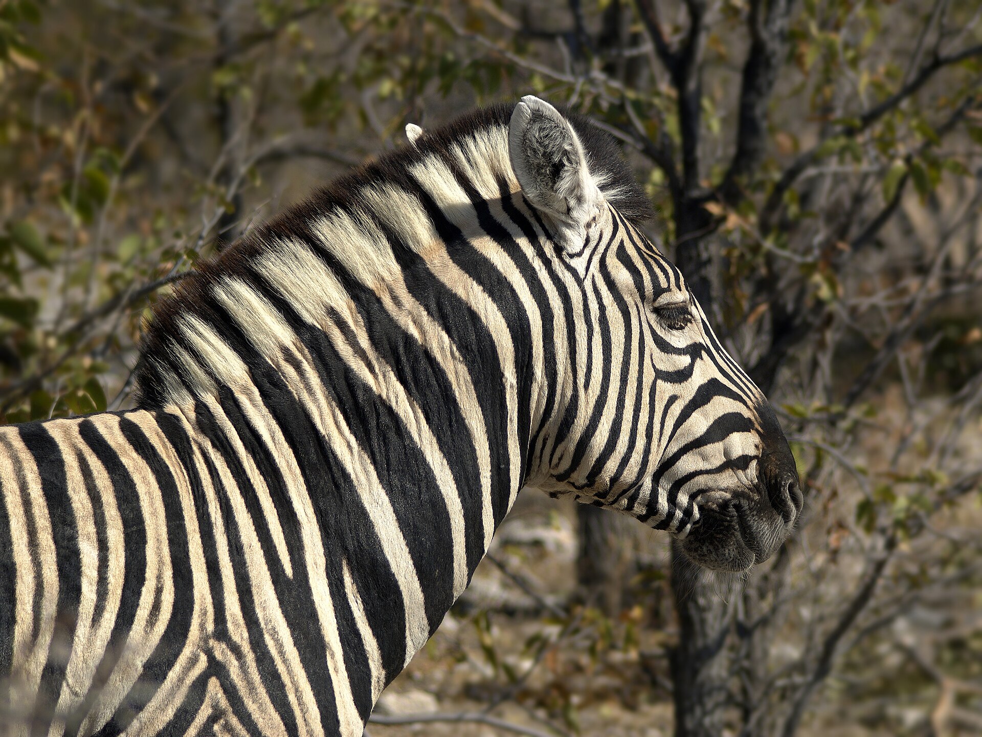 Imagem de referência de zebra-da-planície, descrito nos dados abertos como espécie de equídeo