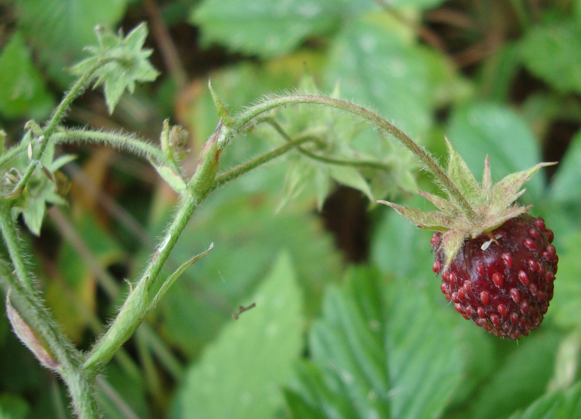 Imagem de referência relacionada a Fragaria moschata, item descrito como espécie de planta