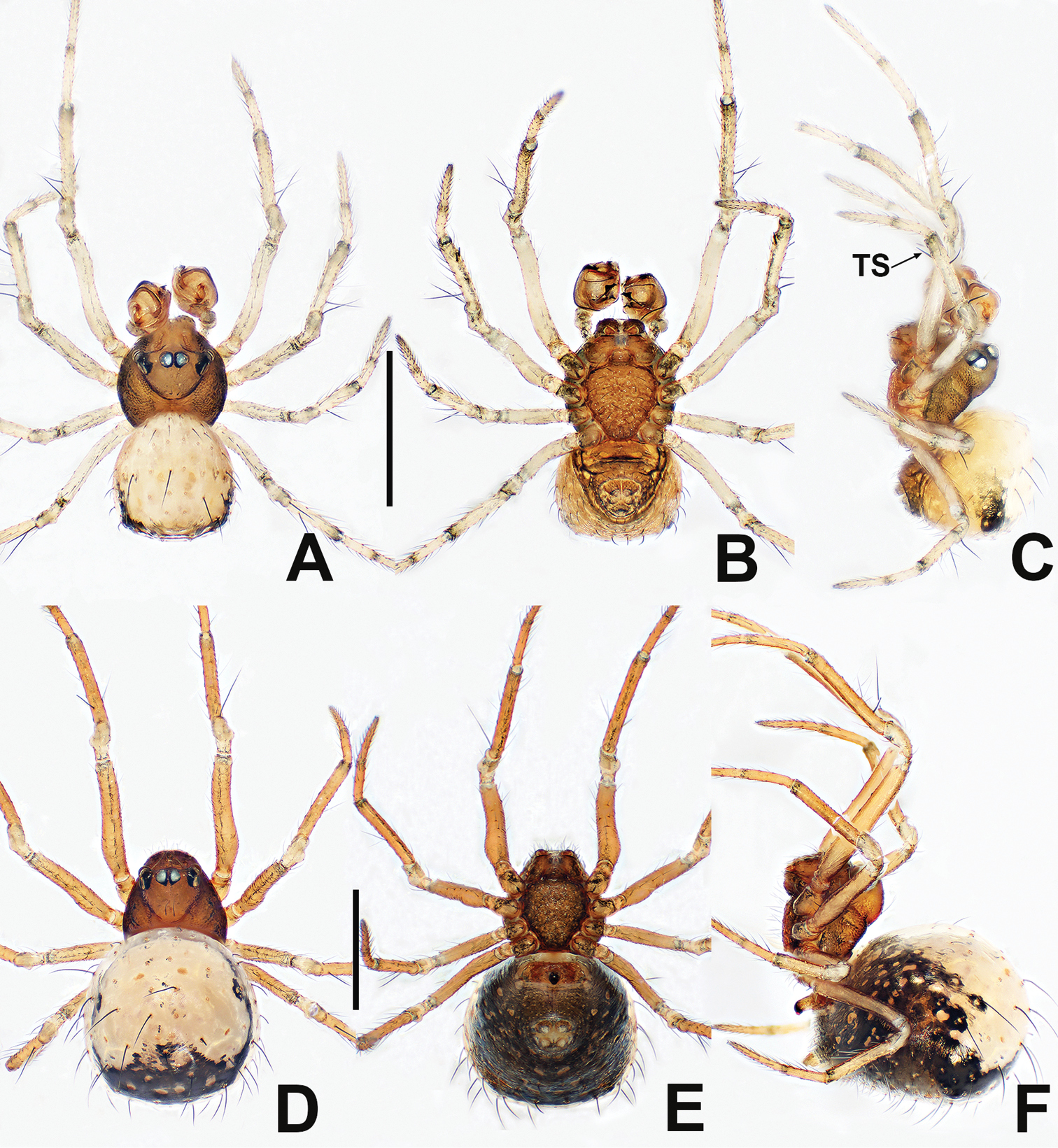 Imagem de referência relacionada a Symphytognathidae, item descrito como registro de referência sobre Symphytognathidae, organizado a partir de dados estruturados abertos