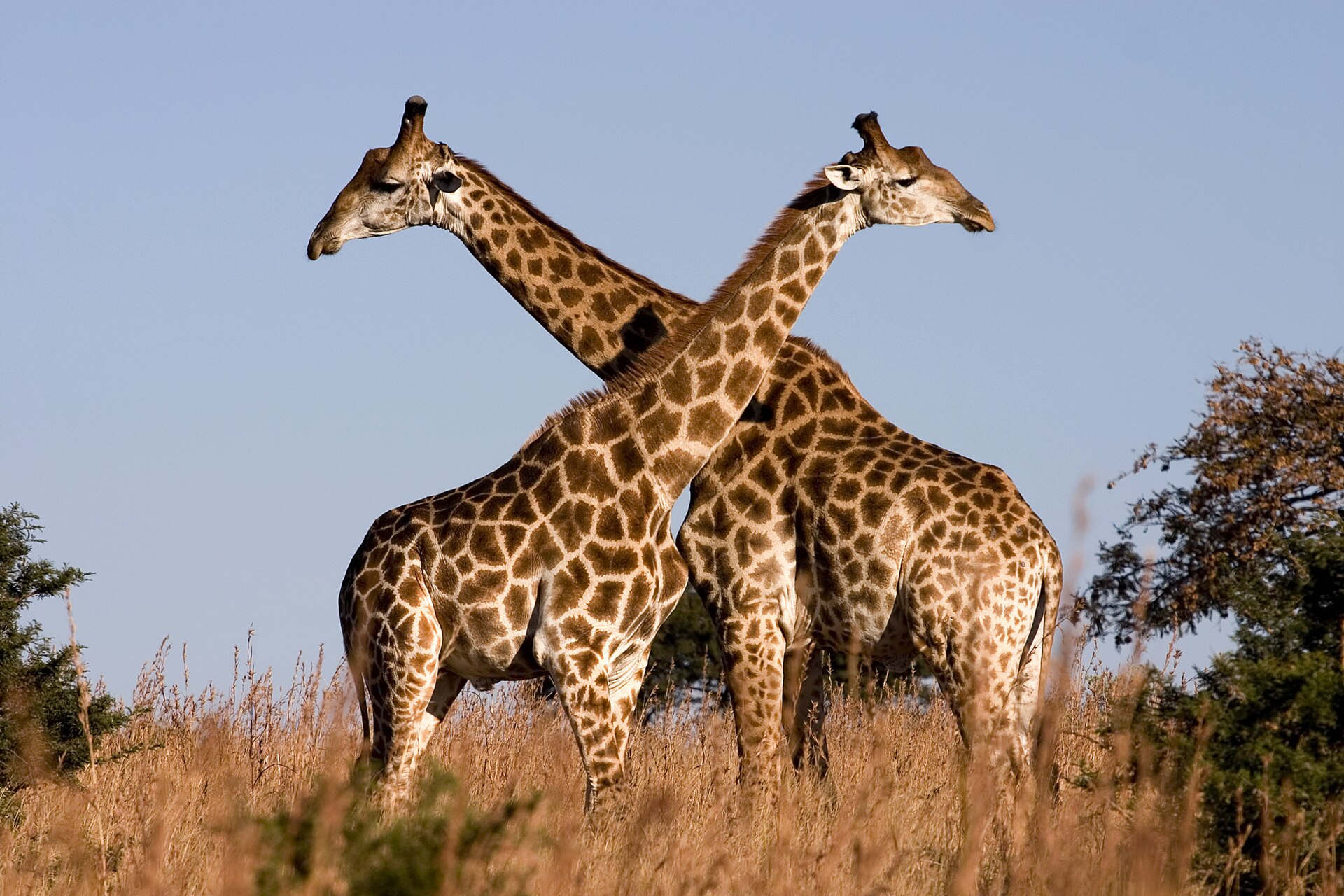 Imagem de referência de girafa, descrito nos dados abertos como género de animais