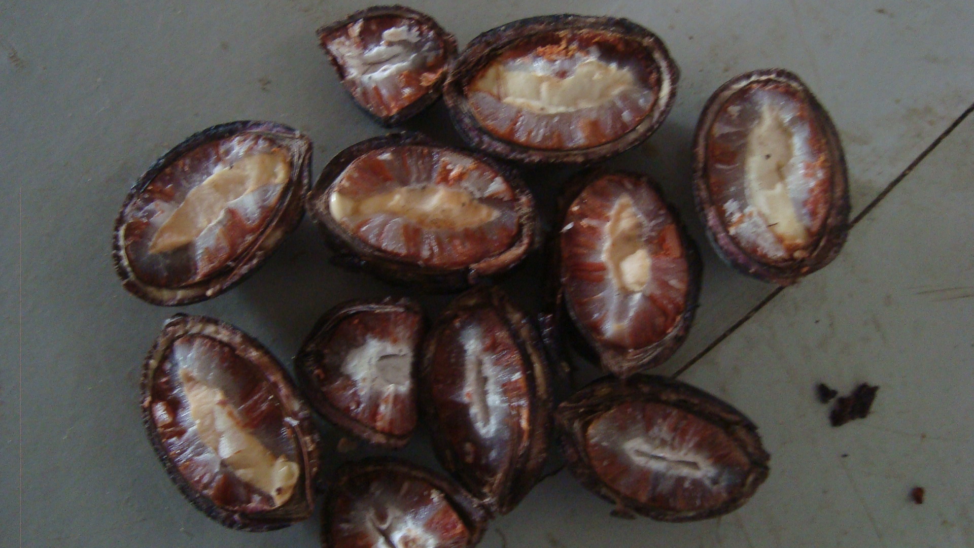 Imagem de referência relacionada a Oenocarpus, item descrito como género de plantas