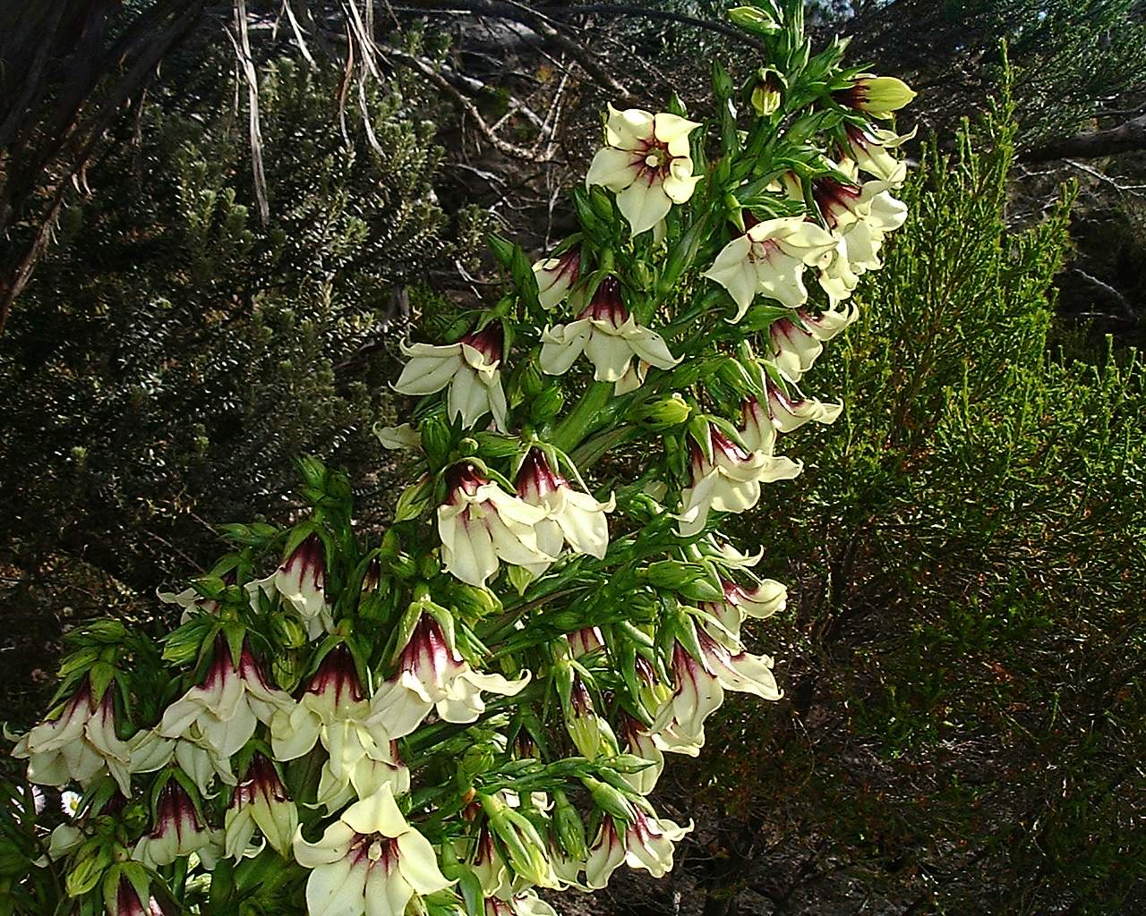 Imagem de referência relacionada a Heterochaenia, item descrito como género de plantas