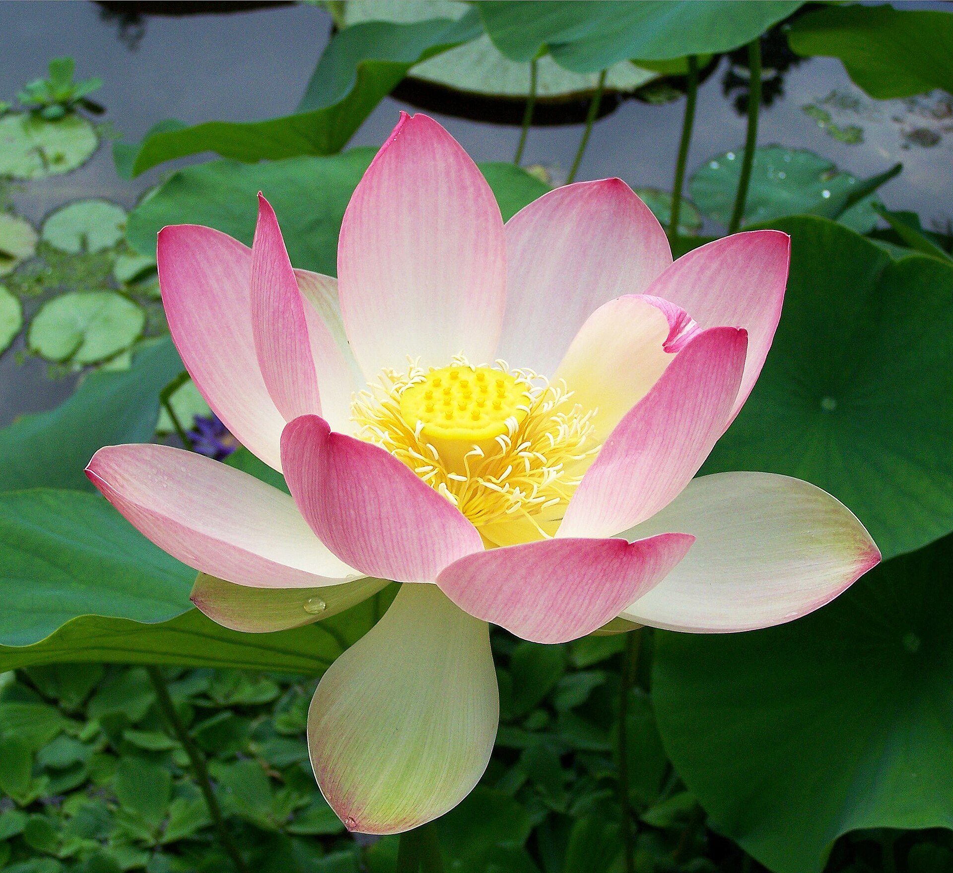 Imagem de referência relacionada a Nelumbo nucifera, item descrito como espécie de planta