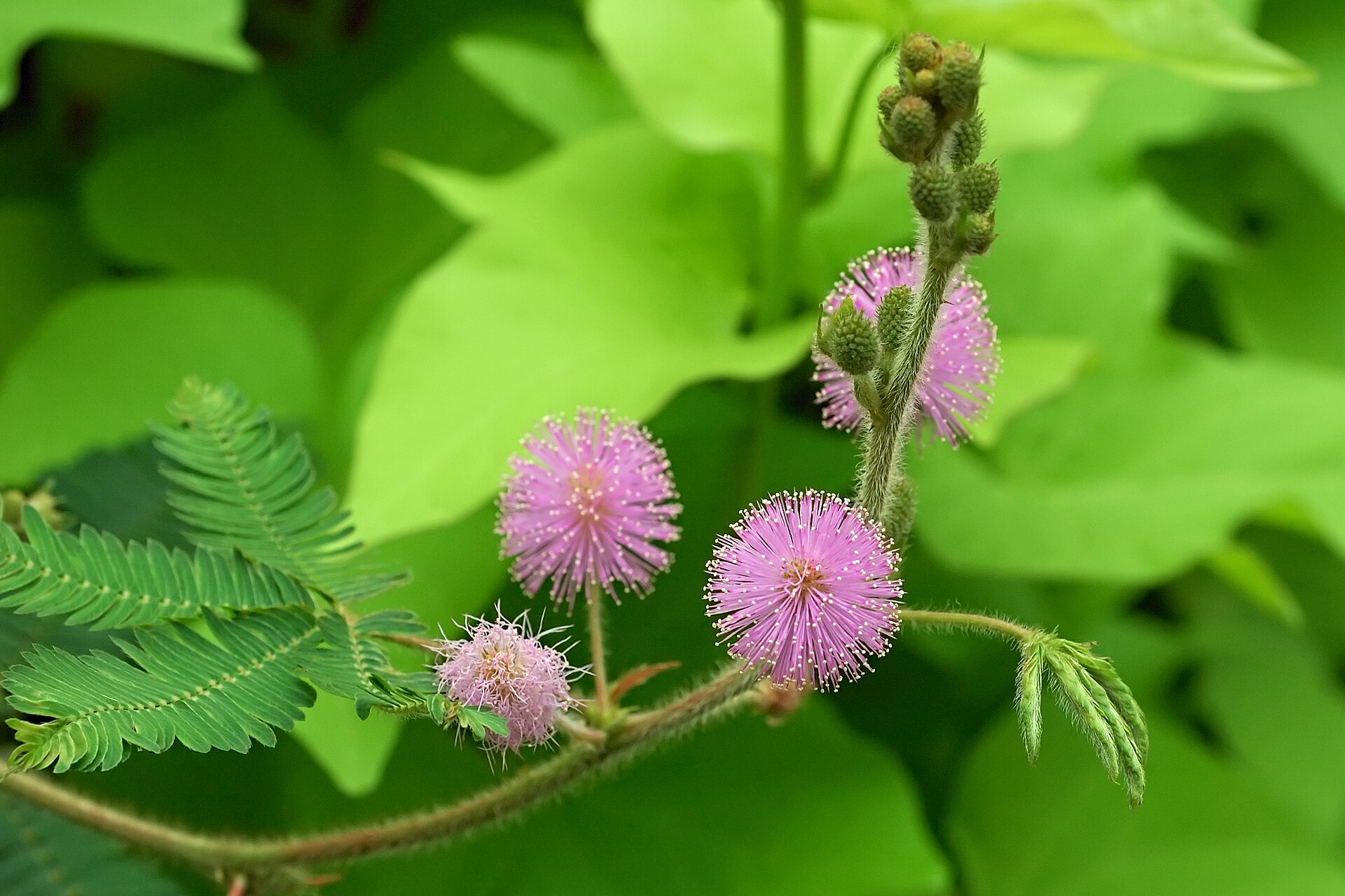 Imagem de referência de Mimosa, descrito nos dados abertos como género de plantas da família Fabaceae (leguminosas)