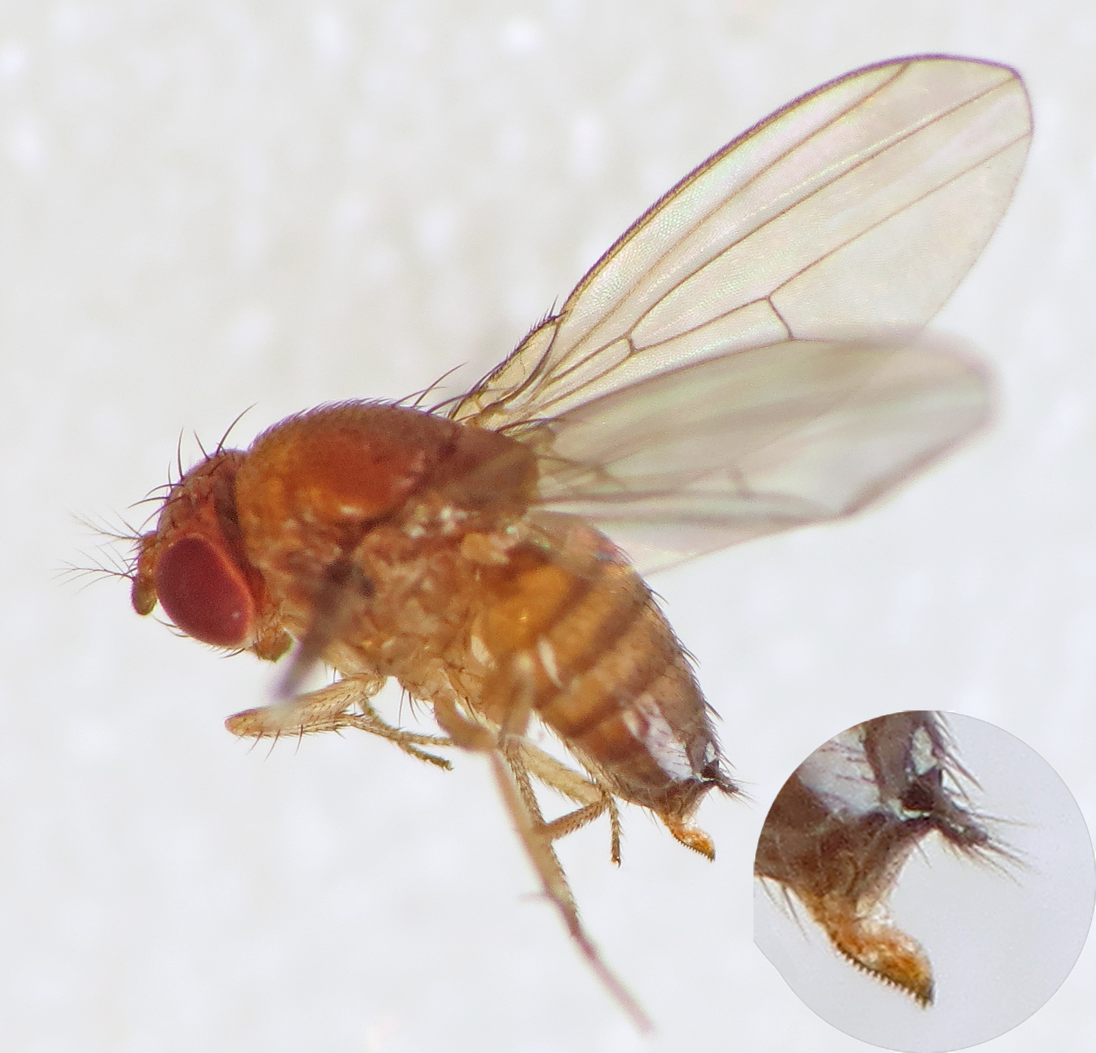 Imagem de referência de Drosophila, descrito nos dados abertos como género de insetos