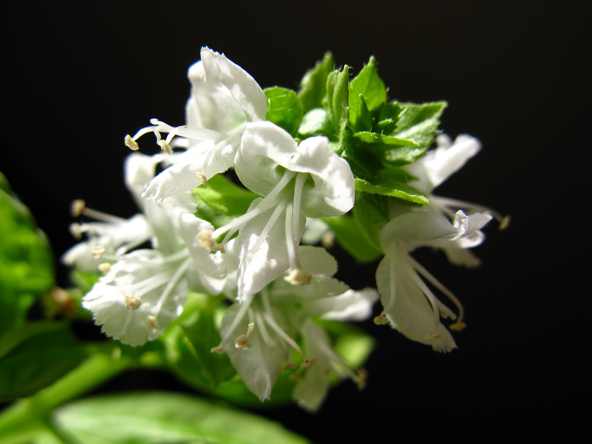 Imagem de referência de Ocimum, descrito nos dados abertos como género de plantas
