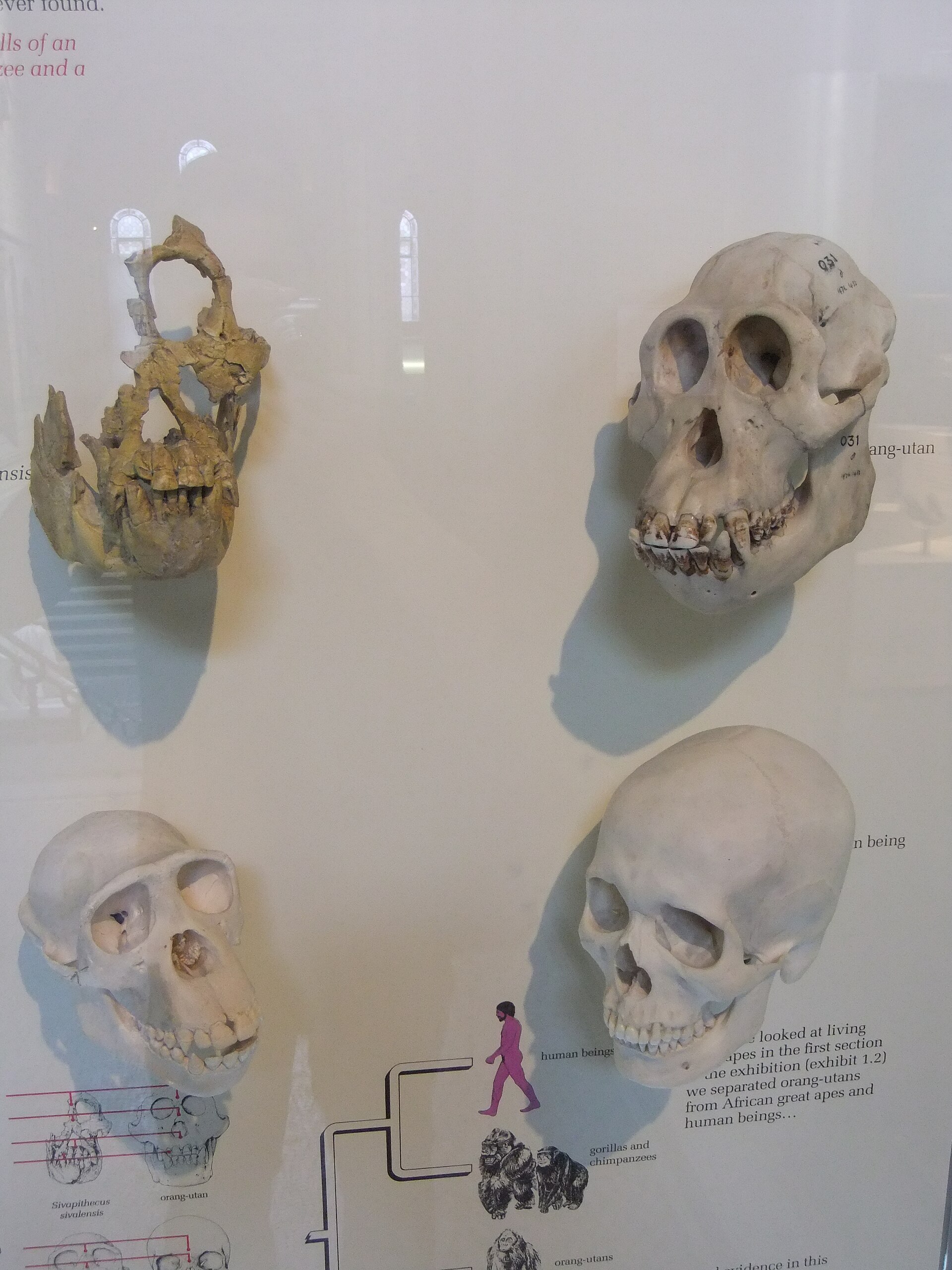 Imagem de referência de Sivapithecus, descrito nos dados abertos como genêro de hominídeo extinto