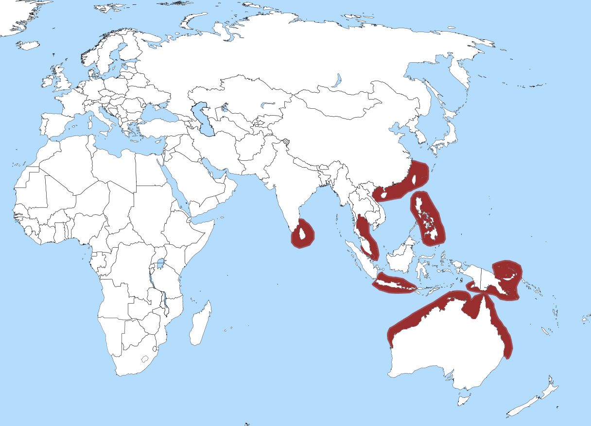 Imagem de referência relacionada a Hemigaleus australiensis, item descrito como registro de referência sobre Hemigaleus australiensis, organizado a partir de dados estruturados abertos