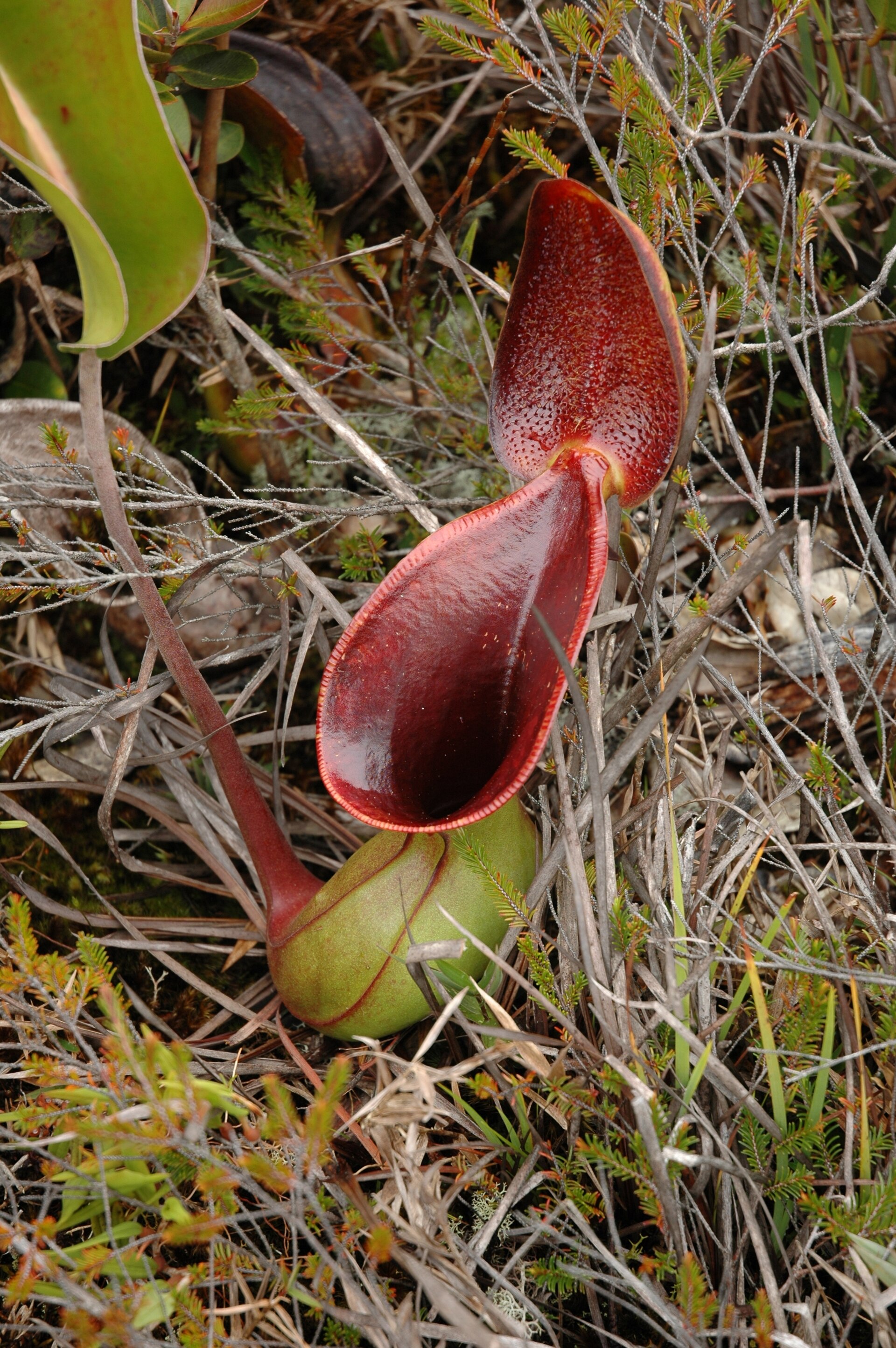 Imagem de referência relacionada a Nepenthes lowii, item descrito como registro de referência sobre Nepenthes lowii, organizado a partir de dados estruturados abertos