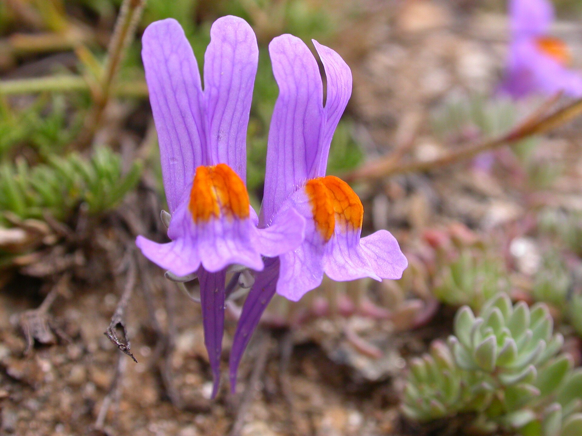 Imagem de referência relacionada a Linaria alpina, item descrito como registro de referência sobre Linaria alpina, organizado a partir de dados estruturados abertos