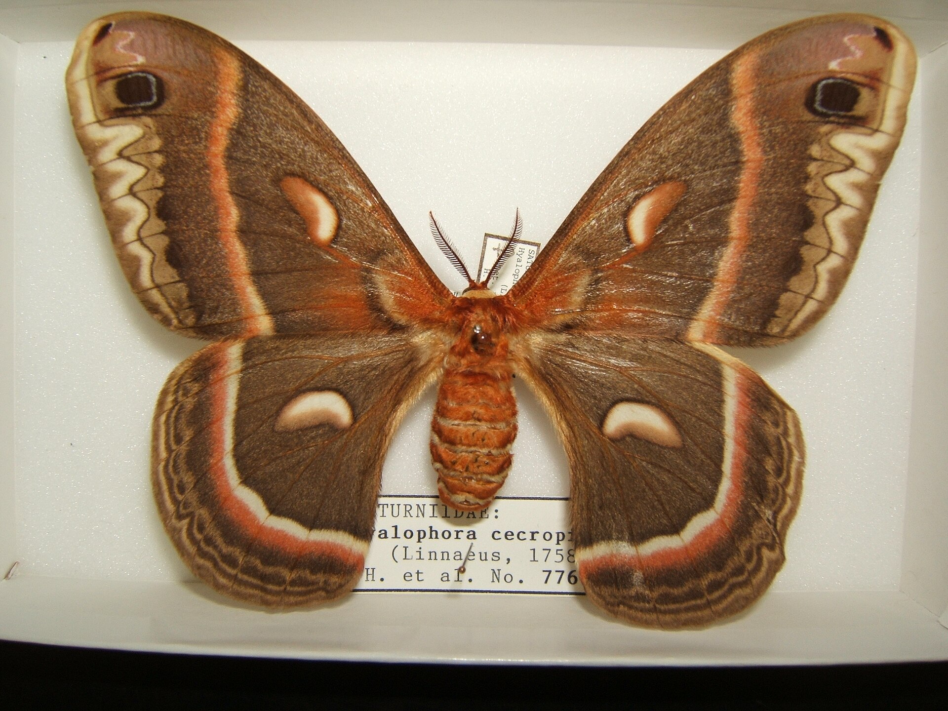 Imagem de referência relacionada a Hyalophora cecropia, item descrito como espécie de inseto