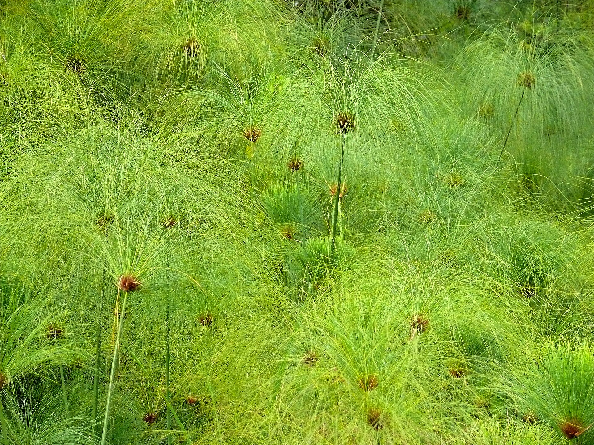 Imagem de referência relacionada a Cyperus papyrus, item descrito como espécie de planta