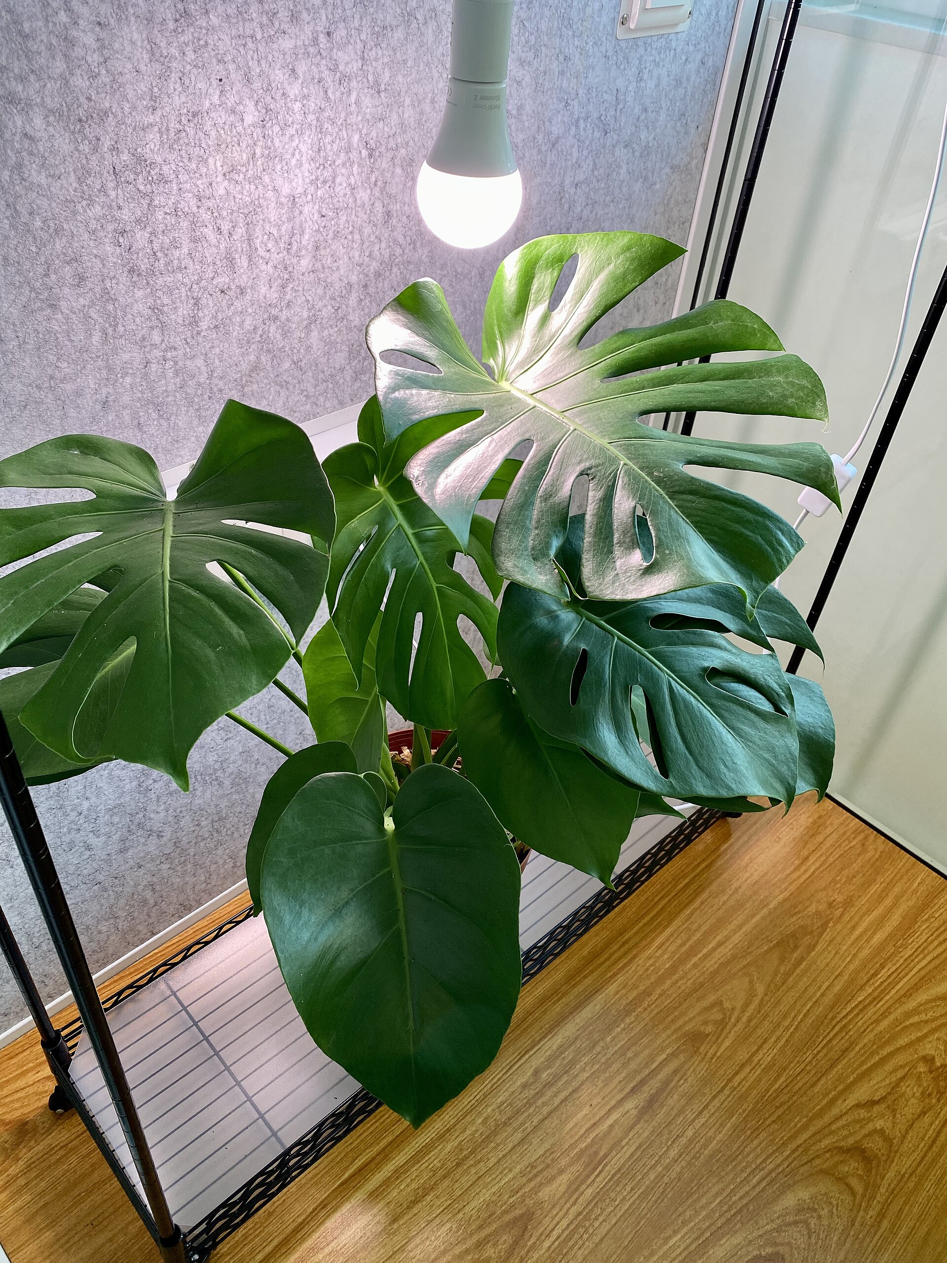 Imagem de referência relacionada a Monstera, item descrito como género de plantas