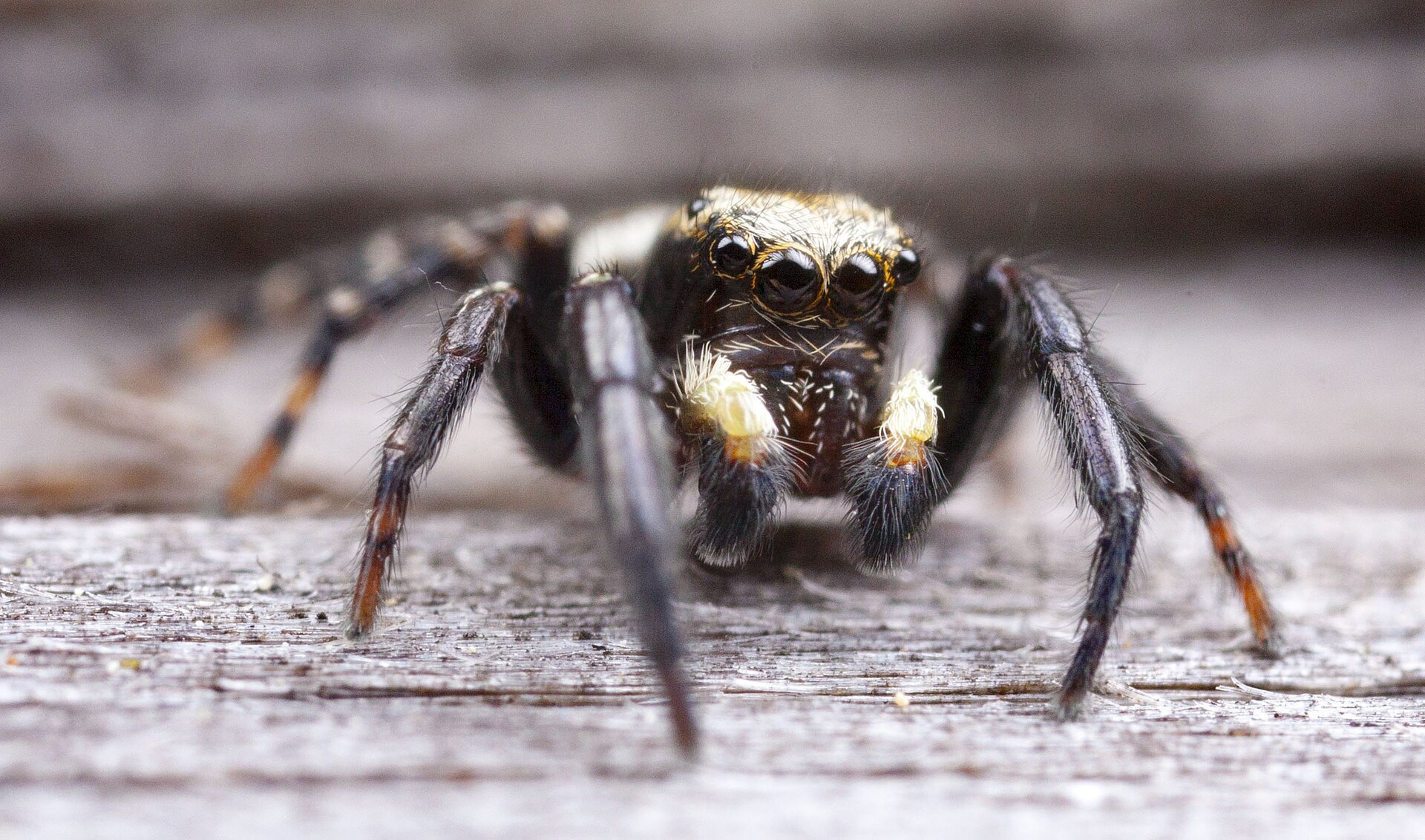 Imagem de referência relacionada a Pseudeuophrys erratica, item descrito como espécie de aracnídeo