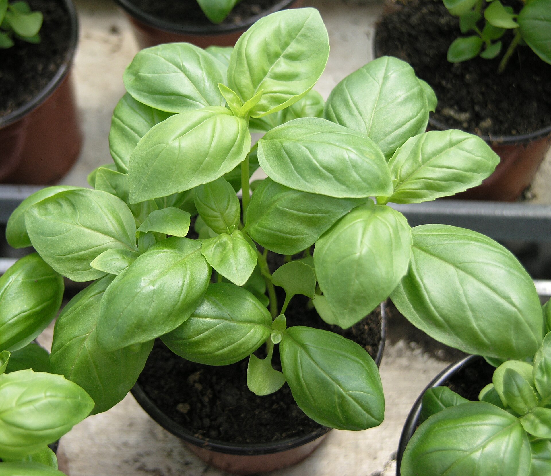 Imagem de referência relacionada a Ocimum, item descrito como género de plantas