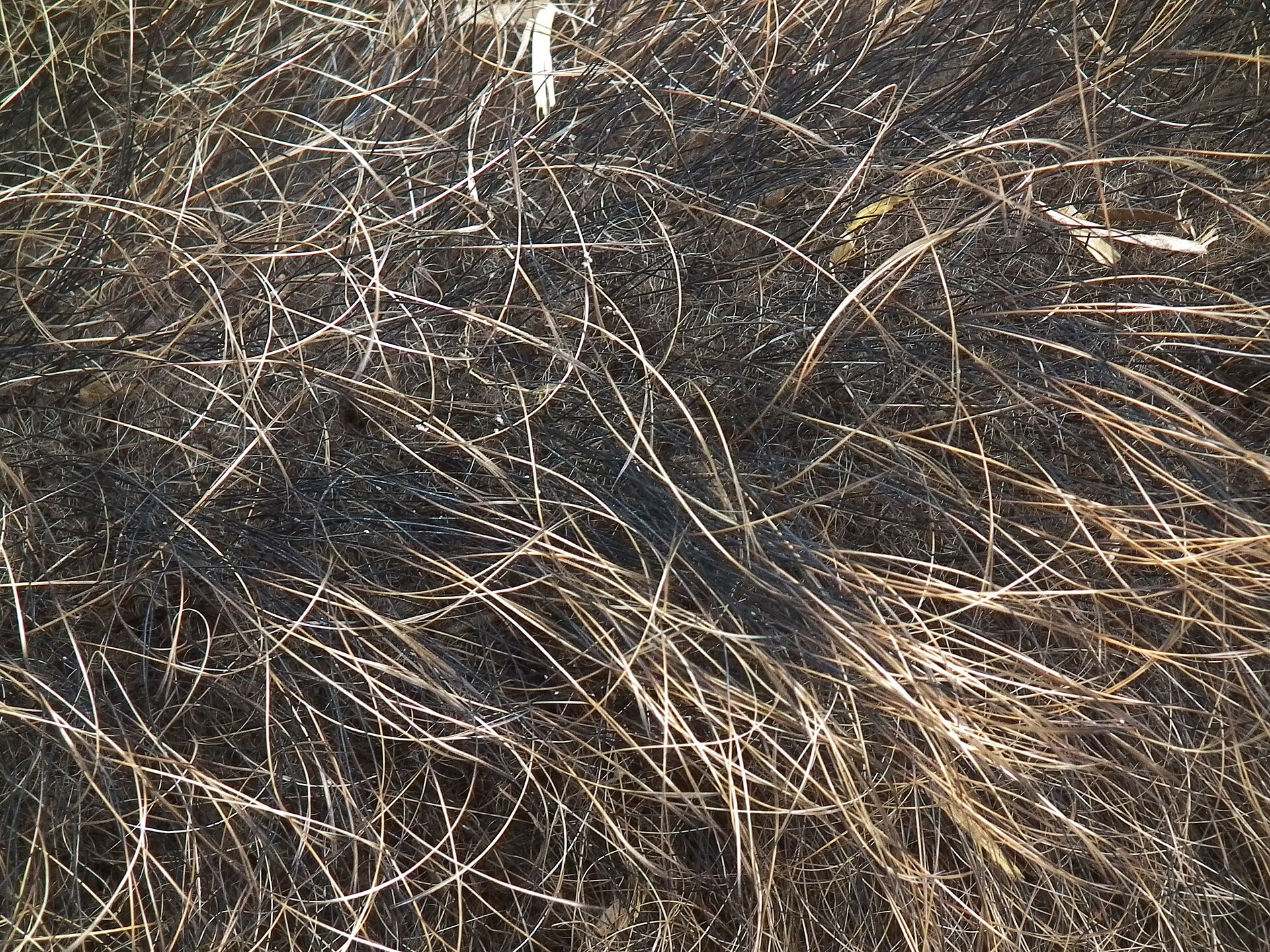 Imagem de referência de cabelo, descrito nos dados abertos como filamento de proteínas que cresce a partir de folículos encontrados na derme ou pele; uma das características definidoras dos mamíferos