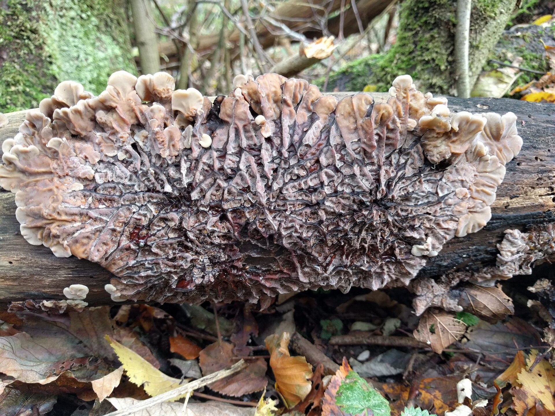 Imagem de referência relacionada a Auricularia mesenterica, item descrito como registro de referência sobre Auricularia mesenterica, organizado a partir de dados estruturados abertos