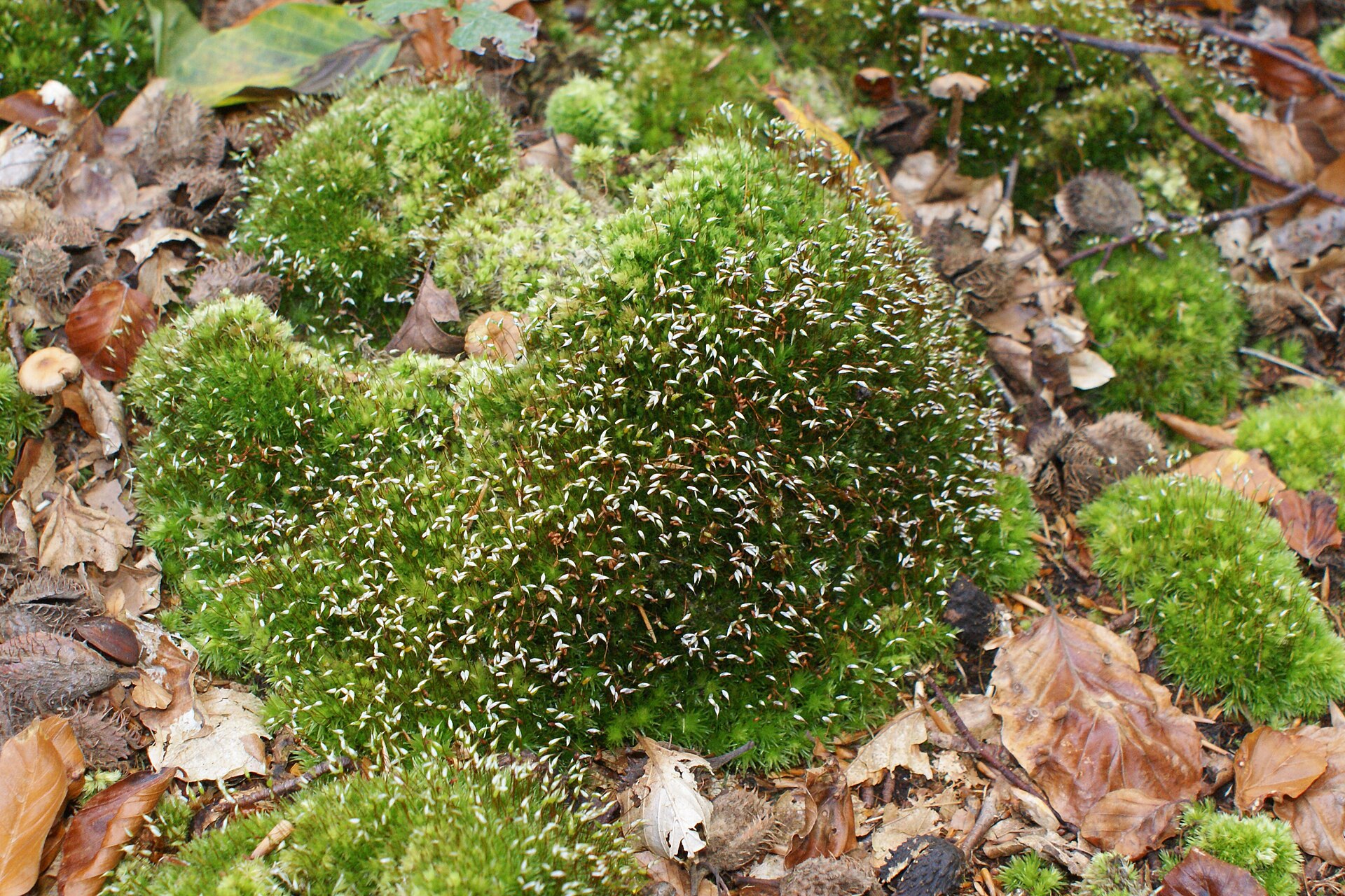 Imagem de referência de Leucobryum glaucum, descrito nos dados abertos como espécie de planta