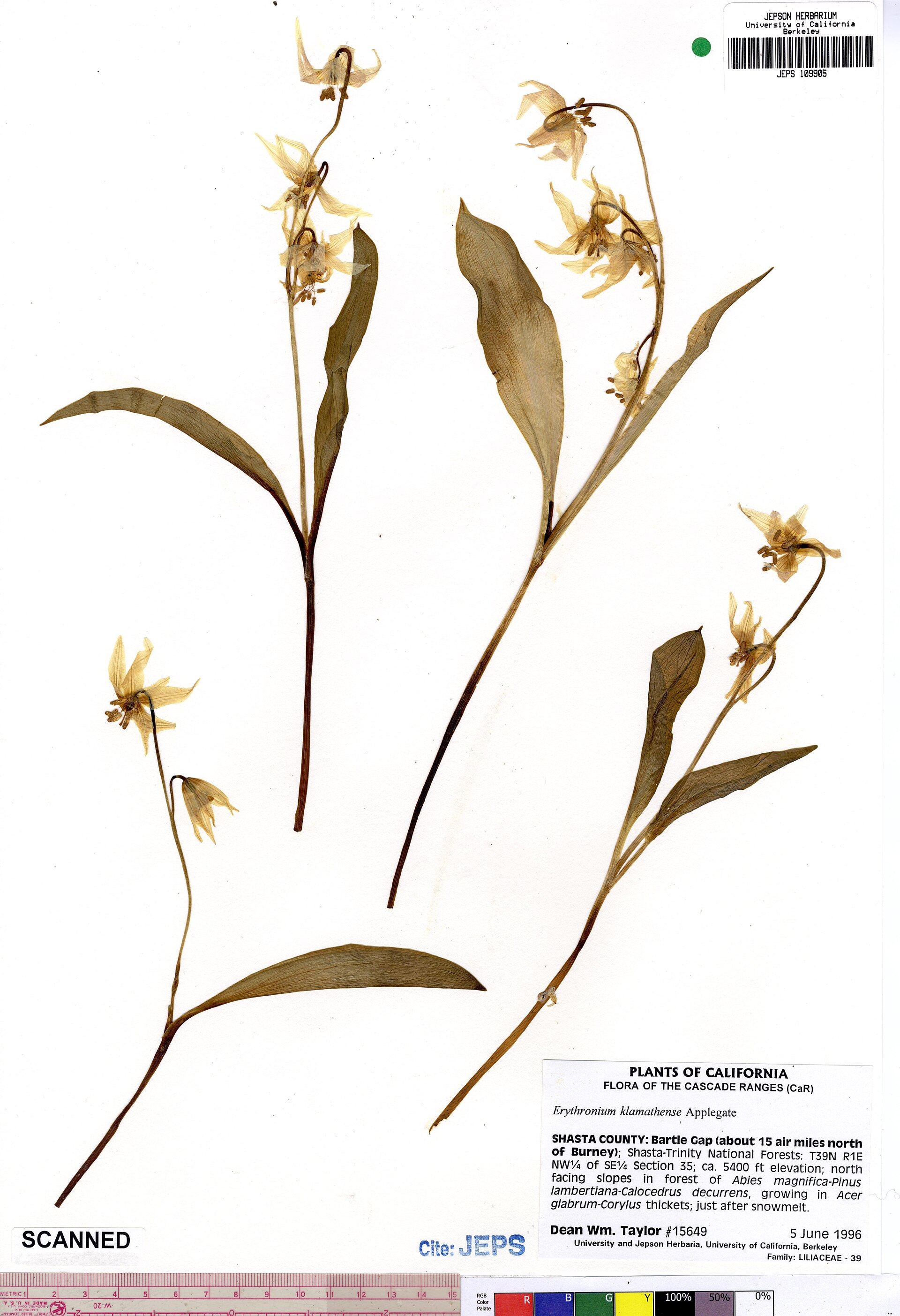 Imagem de referência relacionada a Erythronium klamathense, item descrito como registro de referência sobre Erythronium klamathense, organizado a partir de dados estruturados abertos