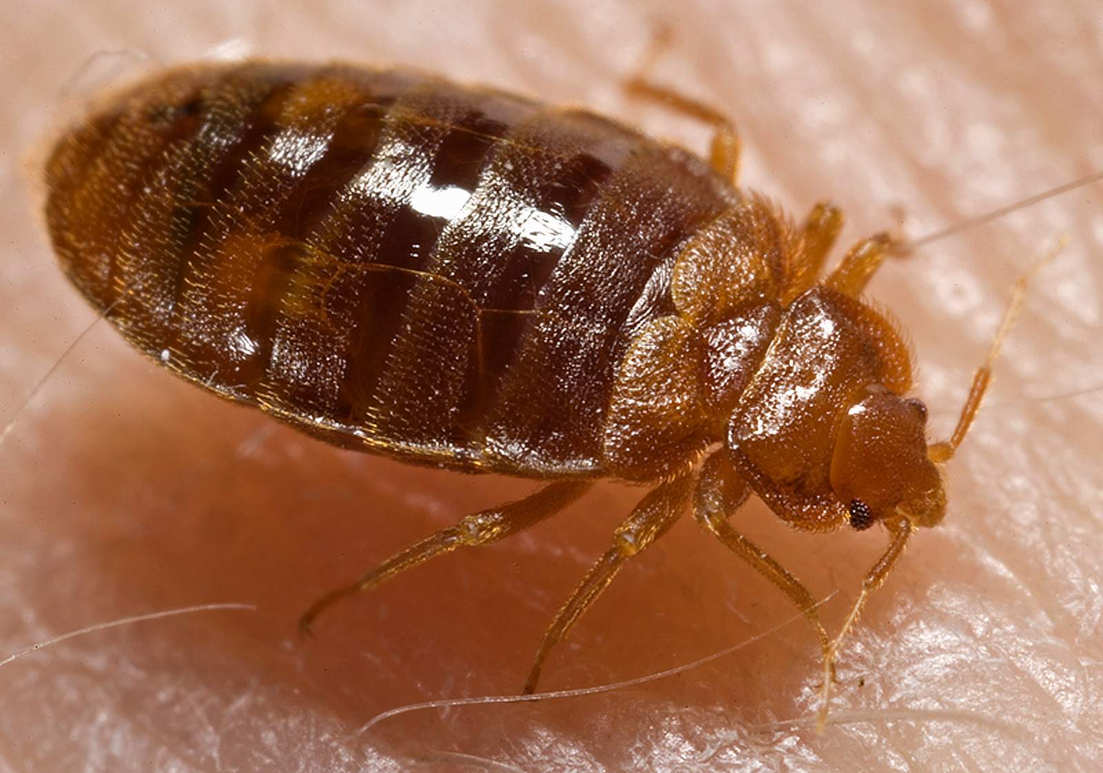 Imagem de referência de Cimicidae, descrito nos dados abertos como família de insetos