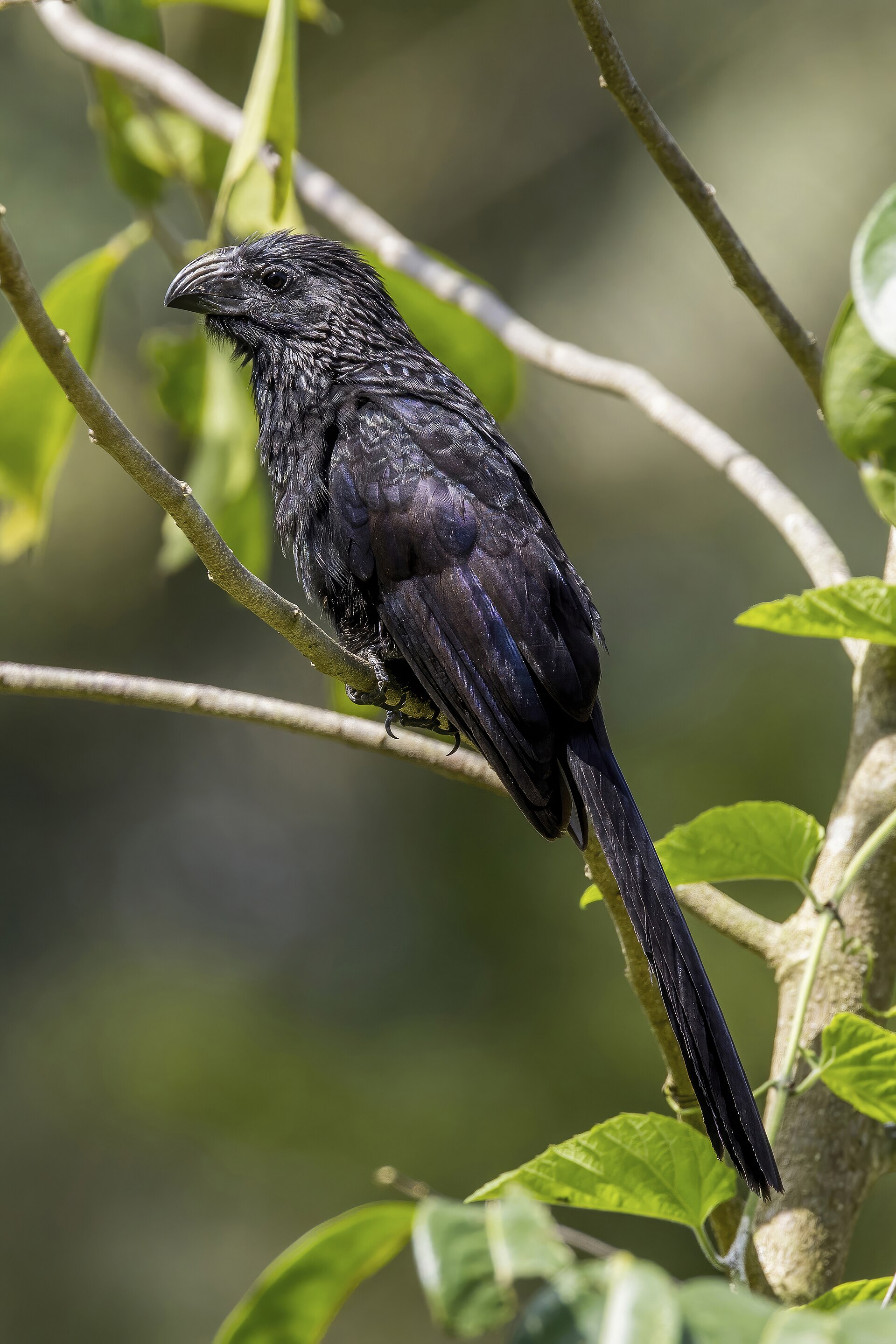 Imagem de referência de Crotophaga sulcirostris, descrito nos dados abertos como espécie de ave