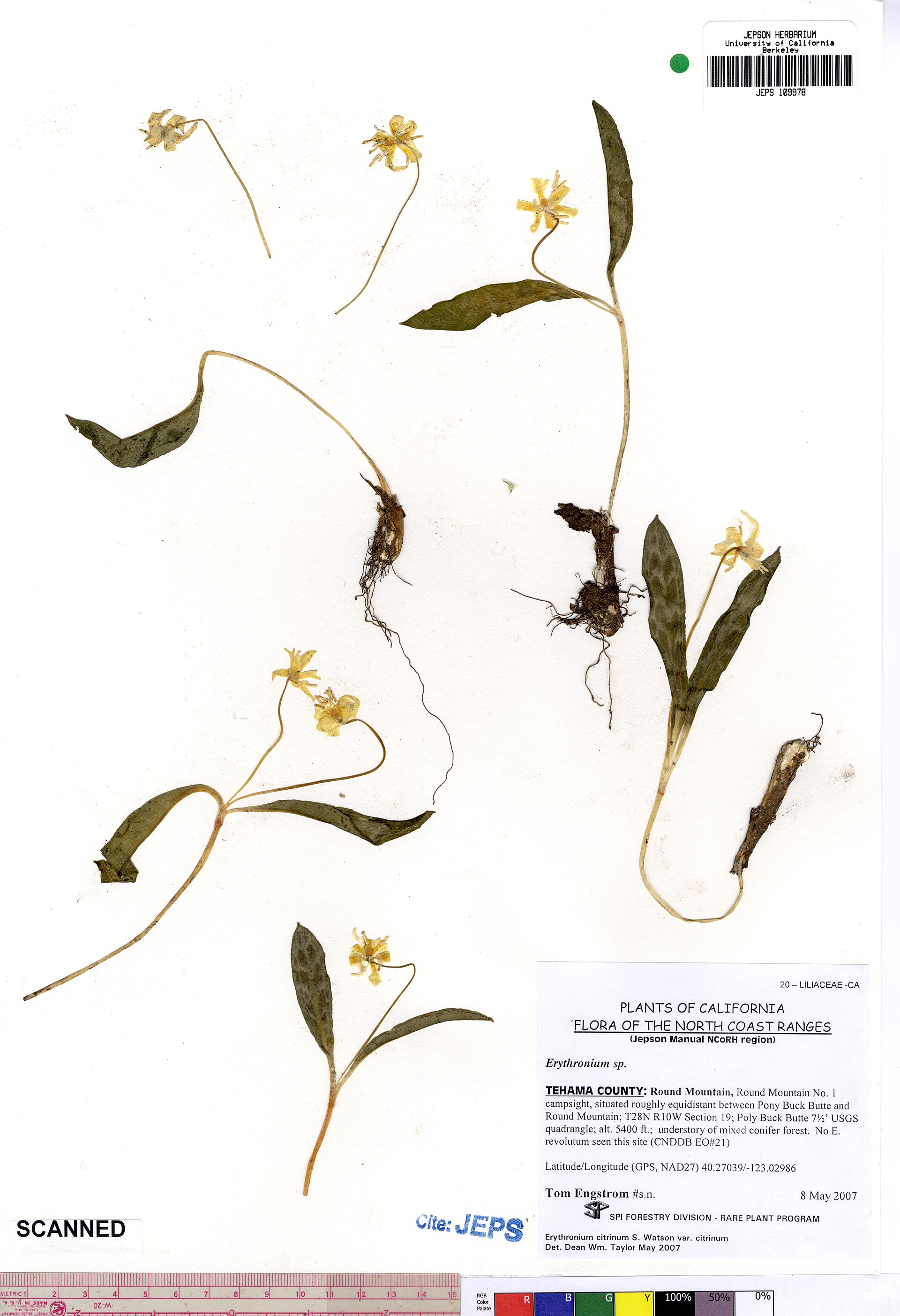 Imagem de referência relacionada a Erythronium citrinum, item descrito como espécie de planta