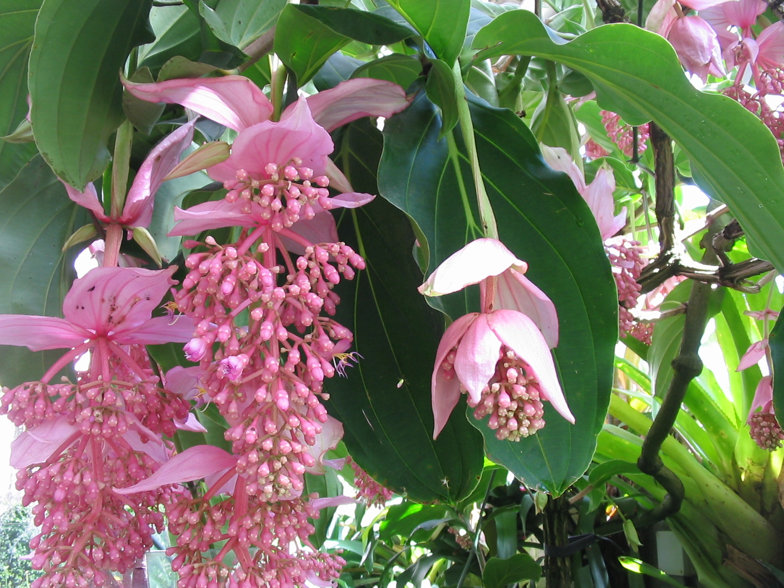 Imagem de referência relacionada a Medinilla magnifica, item descrito como registro de referência sobre Medinilla magnifica, organizado a partir de dados estruturados abertos