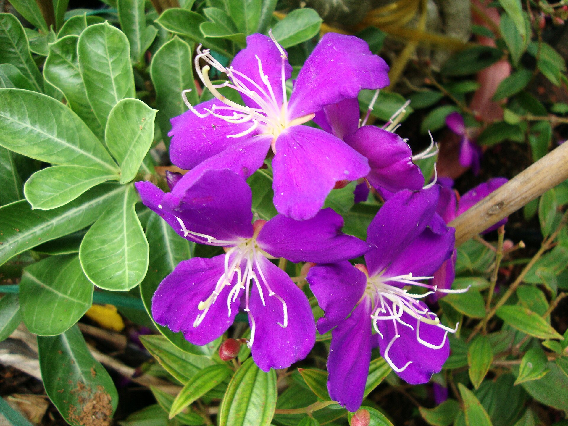 Imagem de referência de Tibouchina, descrito nos dados abertos como género de plantas