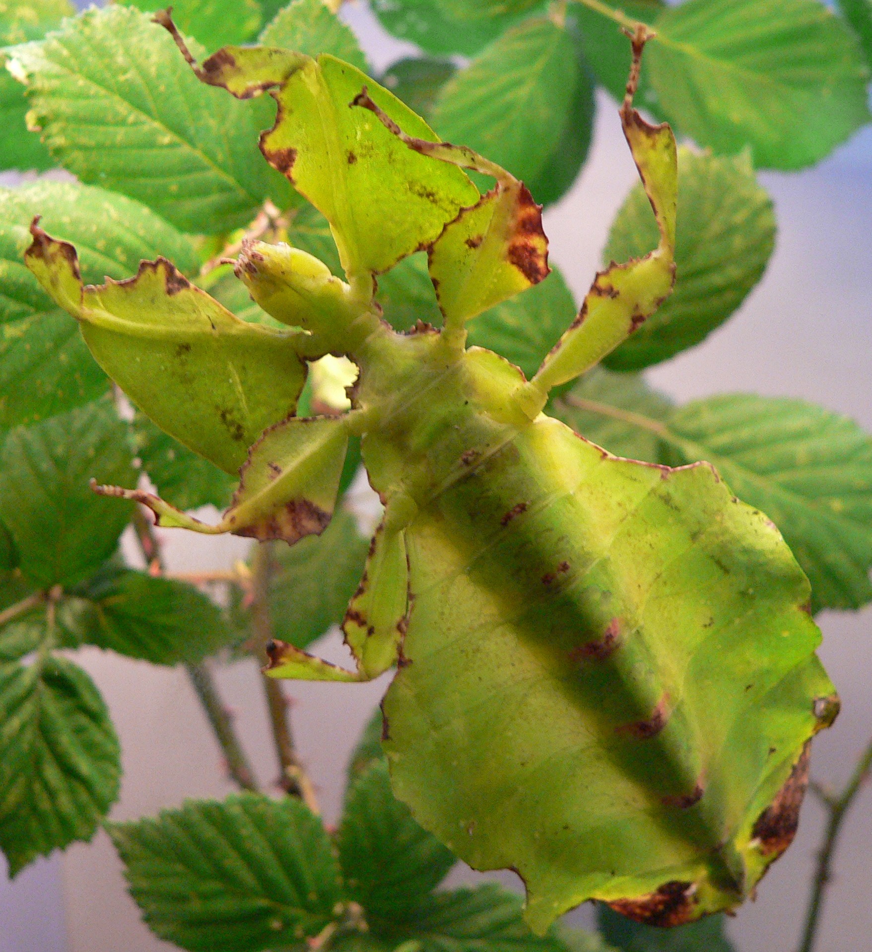 Imagem de referência relacionada a Phyllium bioculatum, item descrito como espécie de inseto