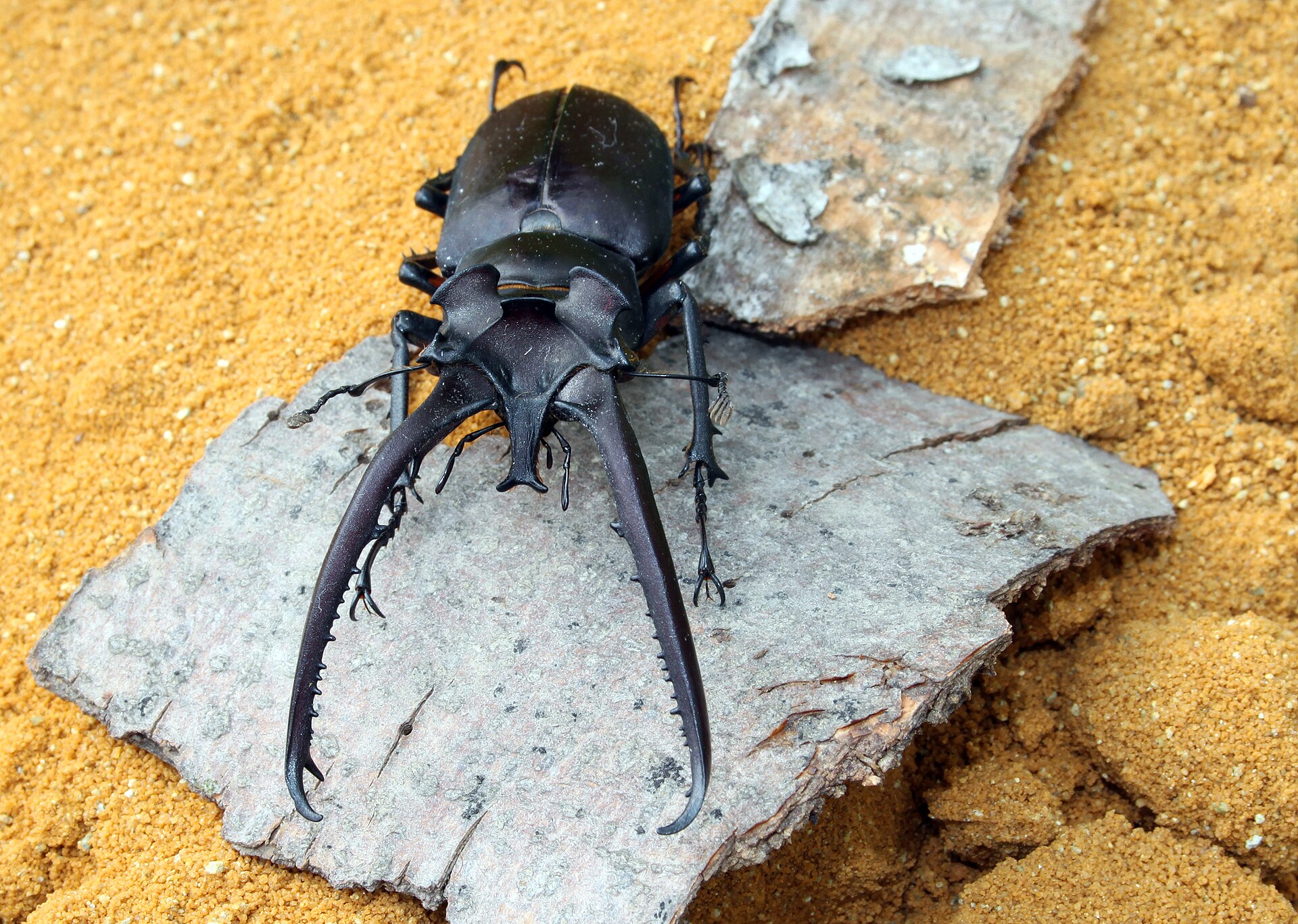 Imagem de referência de Lucanus, descrito nos dados abertos como género de insetos