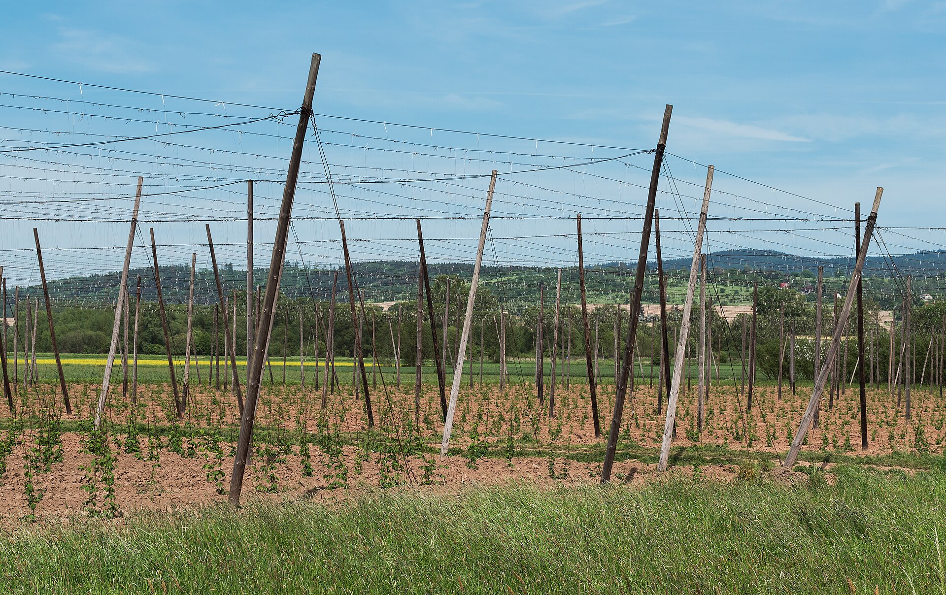Imagem de referência relacionada a Humulus, item descrito como género de plantas