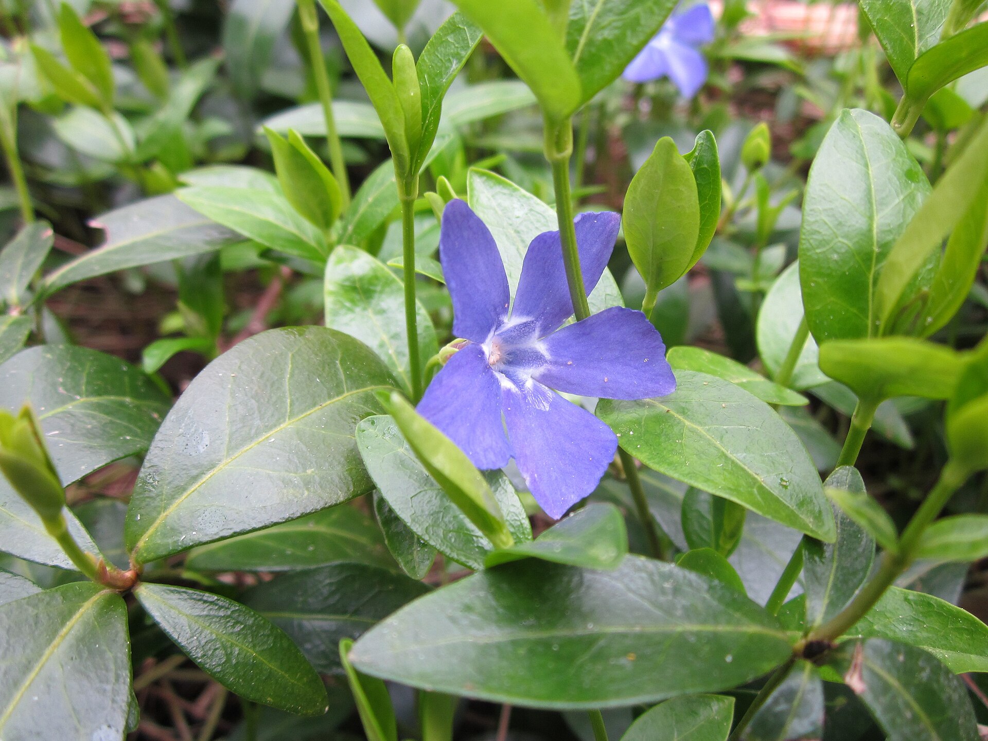 Imagem de referência de Vinca minor, descrito nos dados abertos como espécie de planta