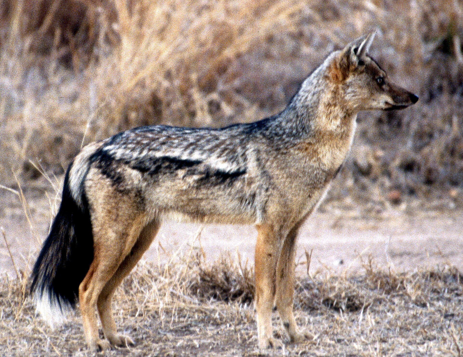 Imagem de referência de Canis adustus, descrito nos dados abertos como espécie de canino