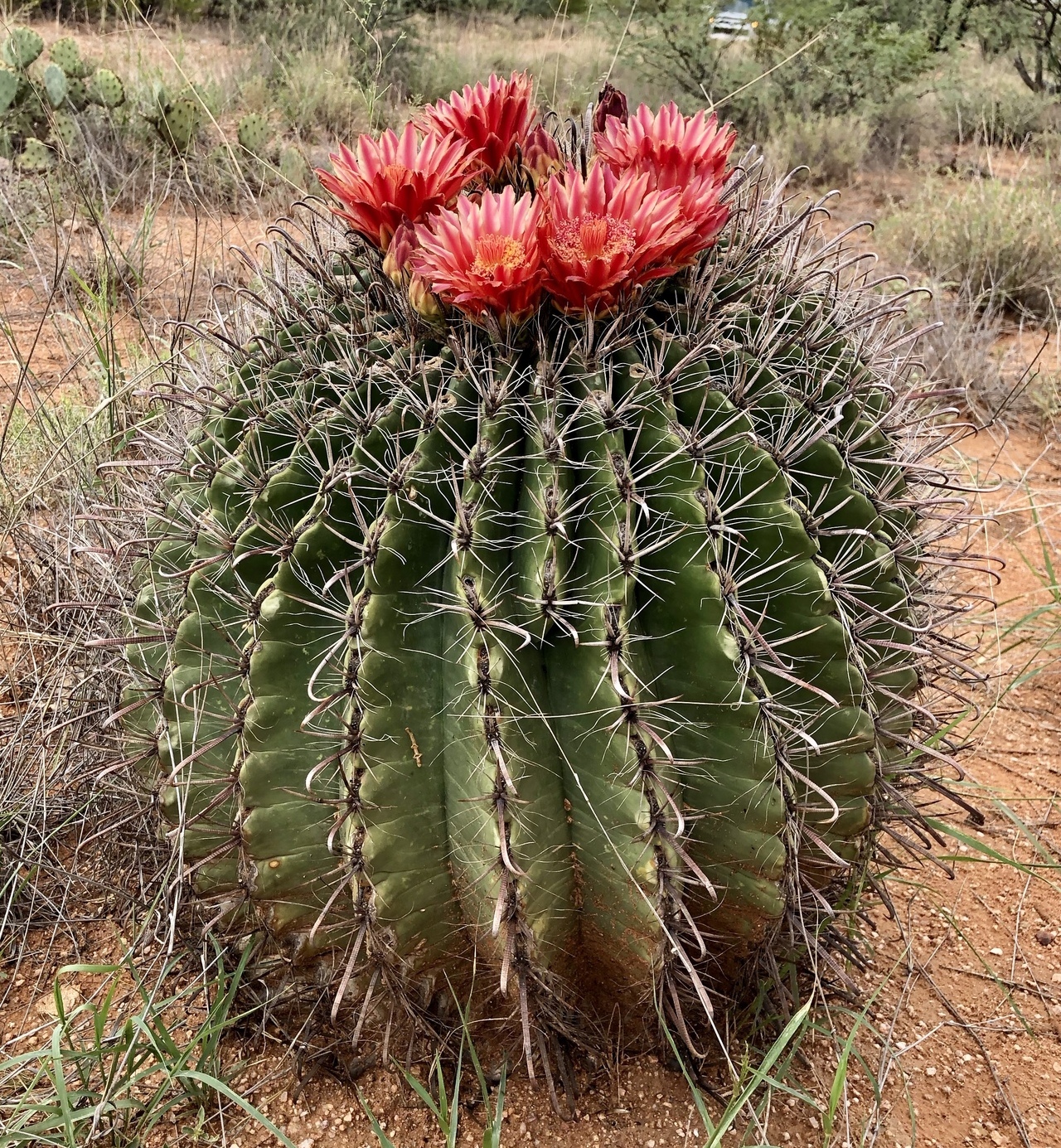 Imagem de referência relacionada a Ferocactus, item descrito como género de plantas