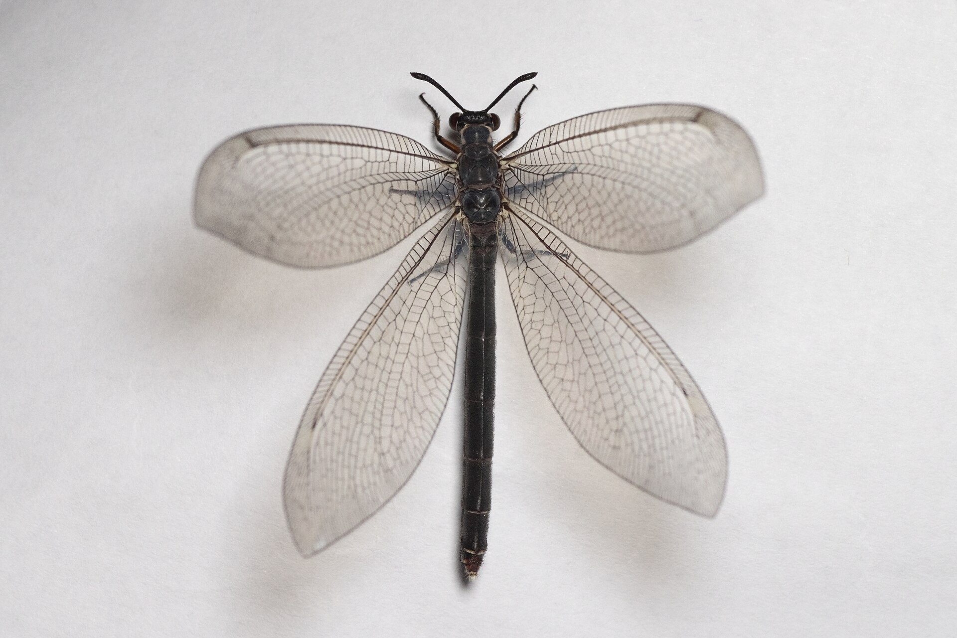 Imagem de referência de Myrmeleon formicarius, descrito nos dados abertos como espécie de inseto