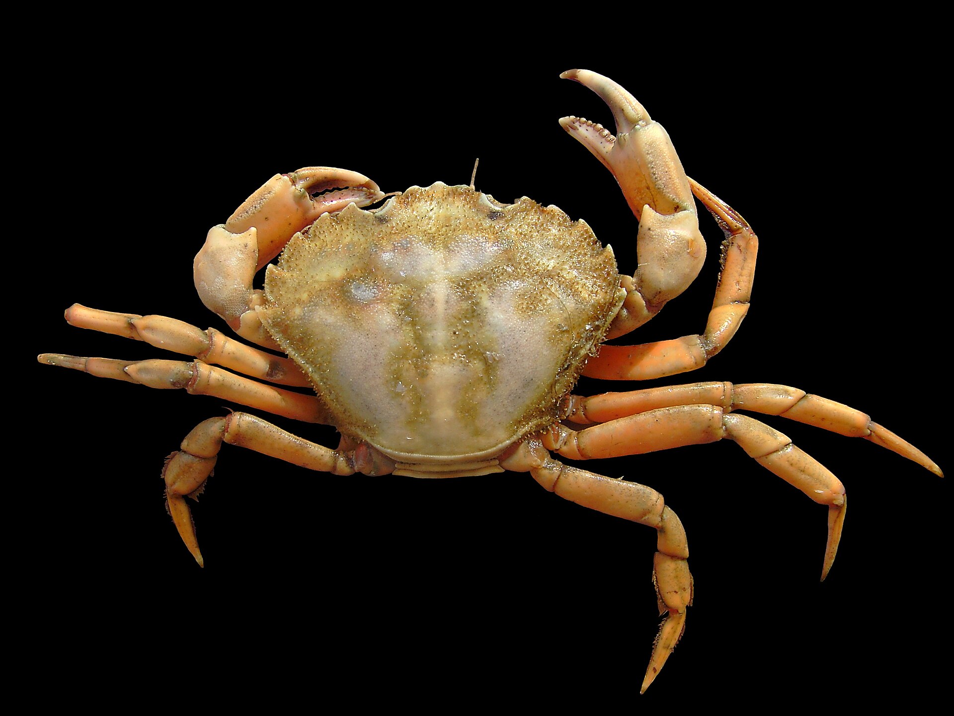 Imagem de referência de Carcinus, descrito nos dados abertos como um gênero de caranguejos