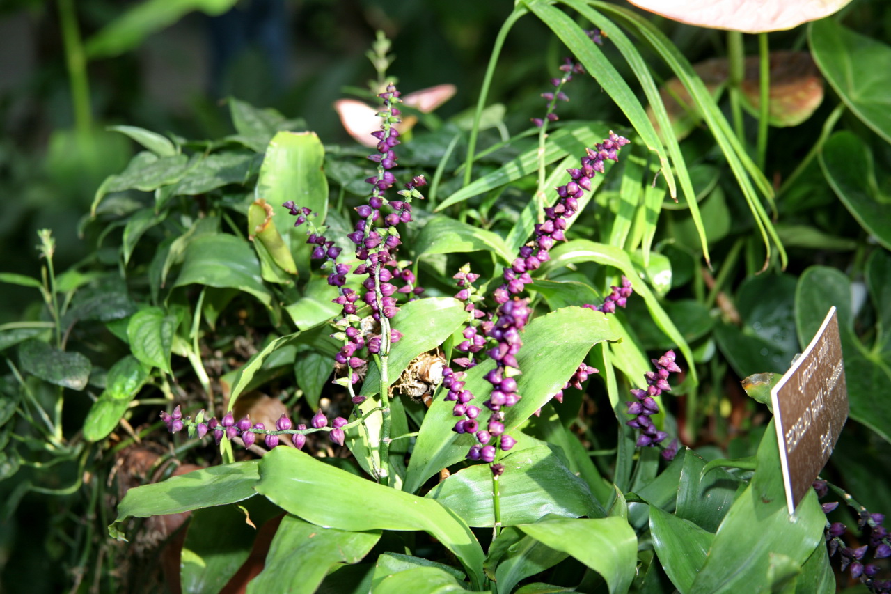 Imagem de referência relacionada a Lymania, item descrito como género de plantas
